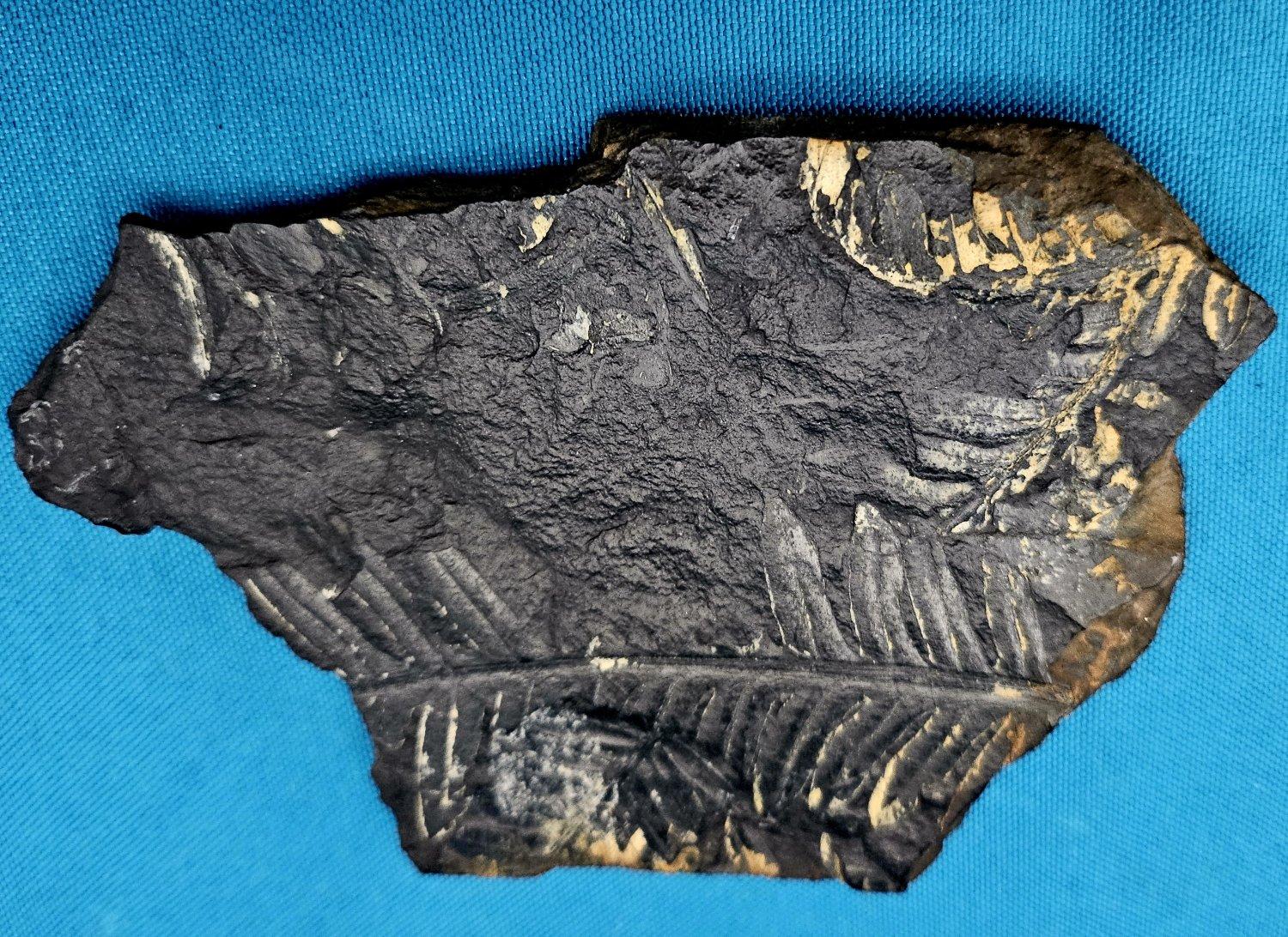 Fino al XVIII secolo Specimen fossile di felce arborea Nature Alethopteris & Neuropteris in vendita