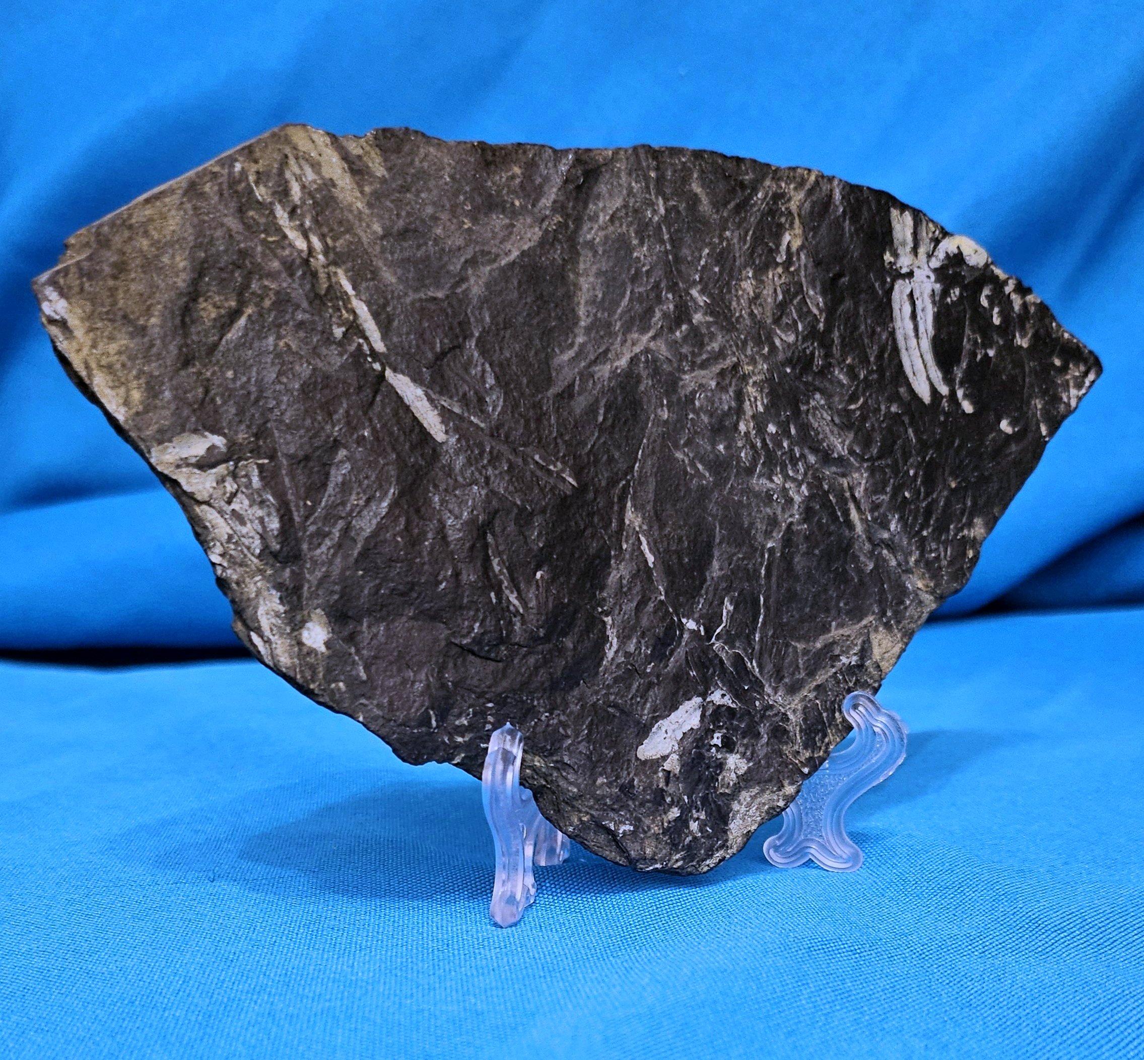 Fino al XVIII secolo Specimen fossile di felce arborea Nature Alethopteris & Neuropteris in vendita