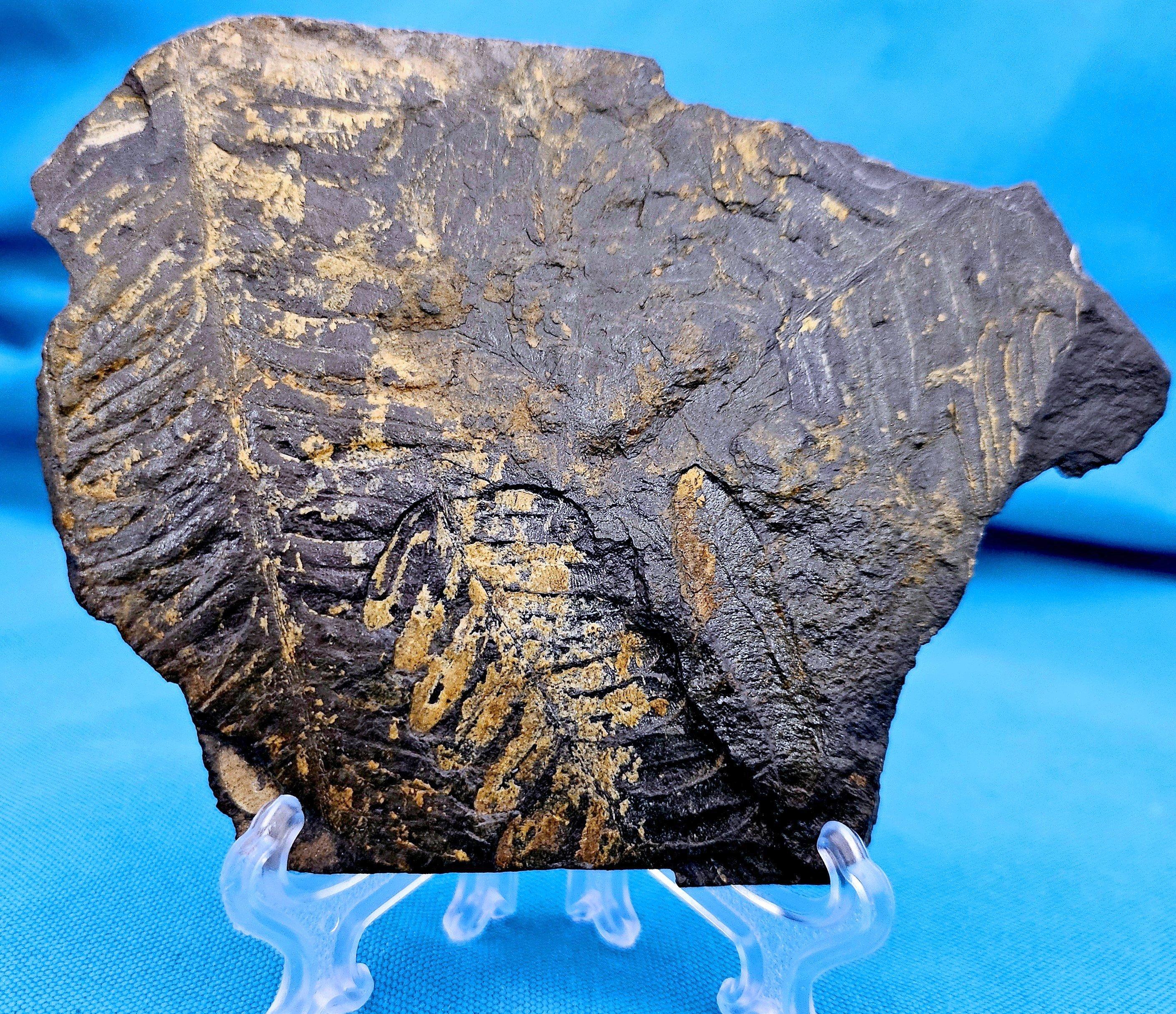 Materiale organico Specimen fossile di felce arborea Nature Alethopteris & Neuropteris in vendita