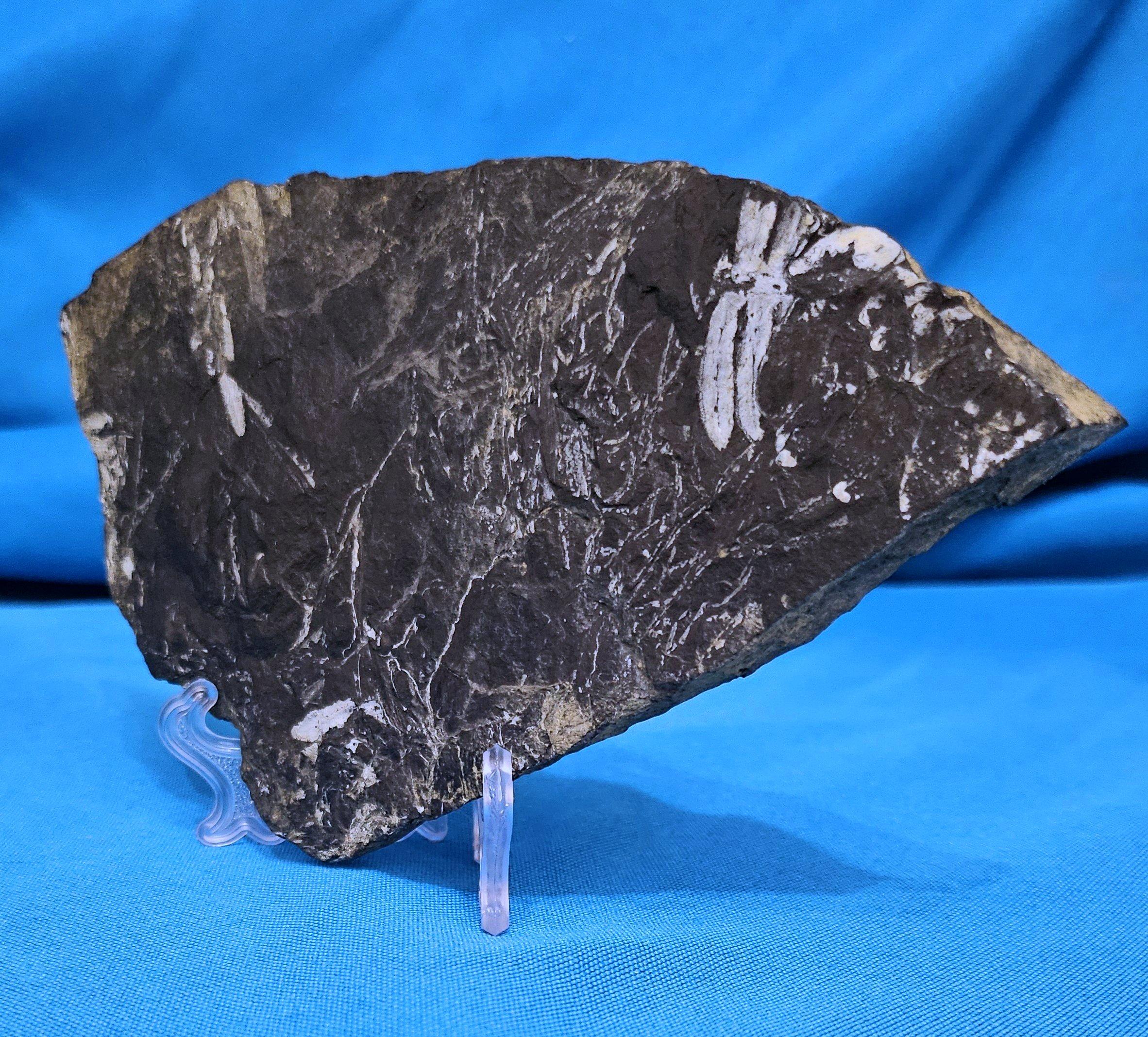 Specimen fossile di felce arborea Nature Alethopteris & Neuropteris in vendita 1