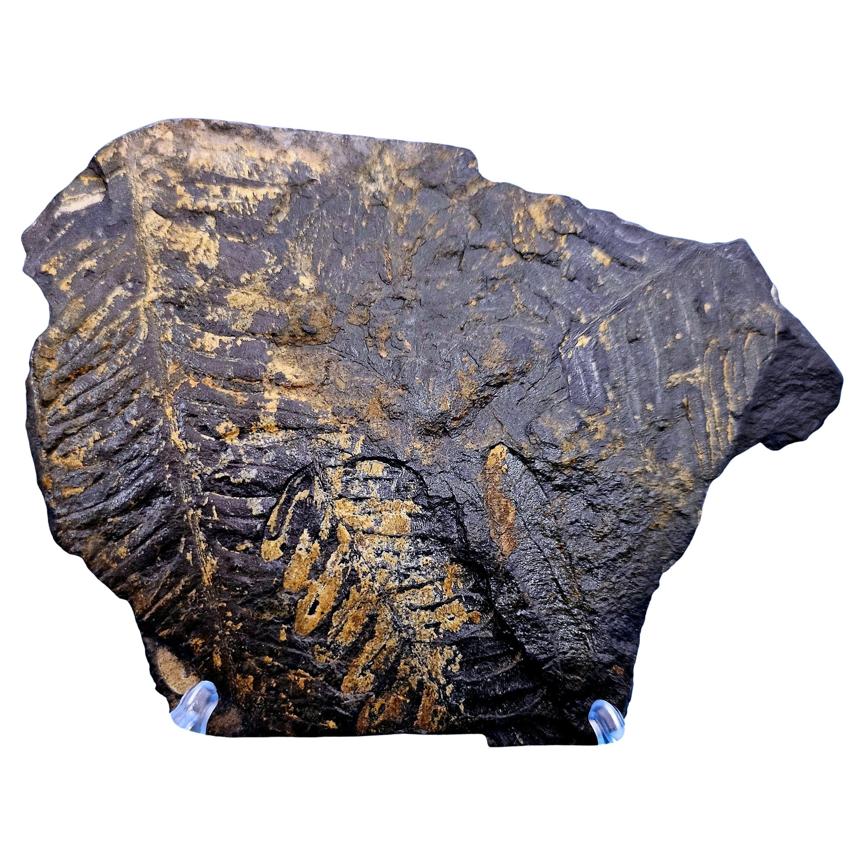 Specimen fossile di felce arborea Nature Alethopteris & Neuropteris