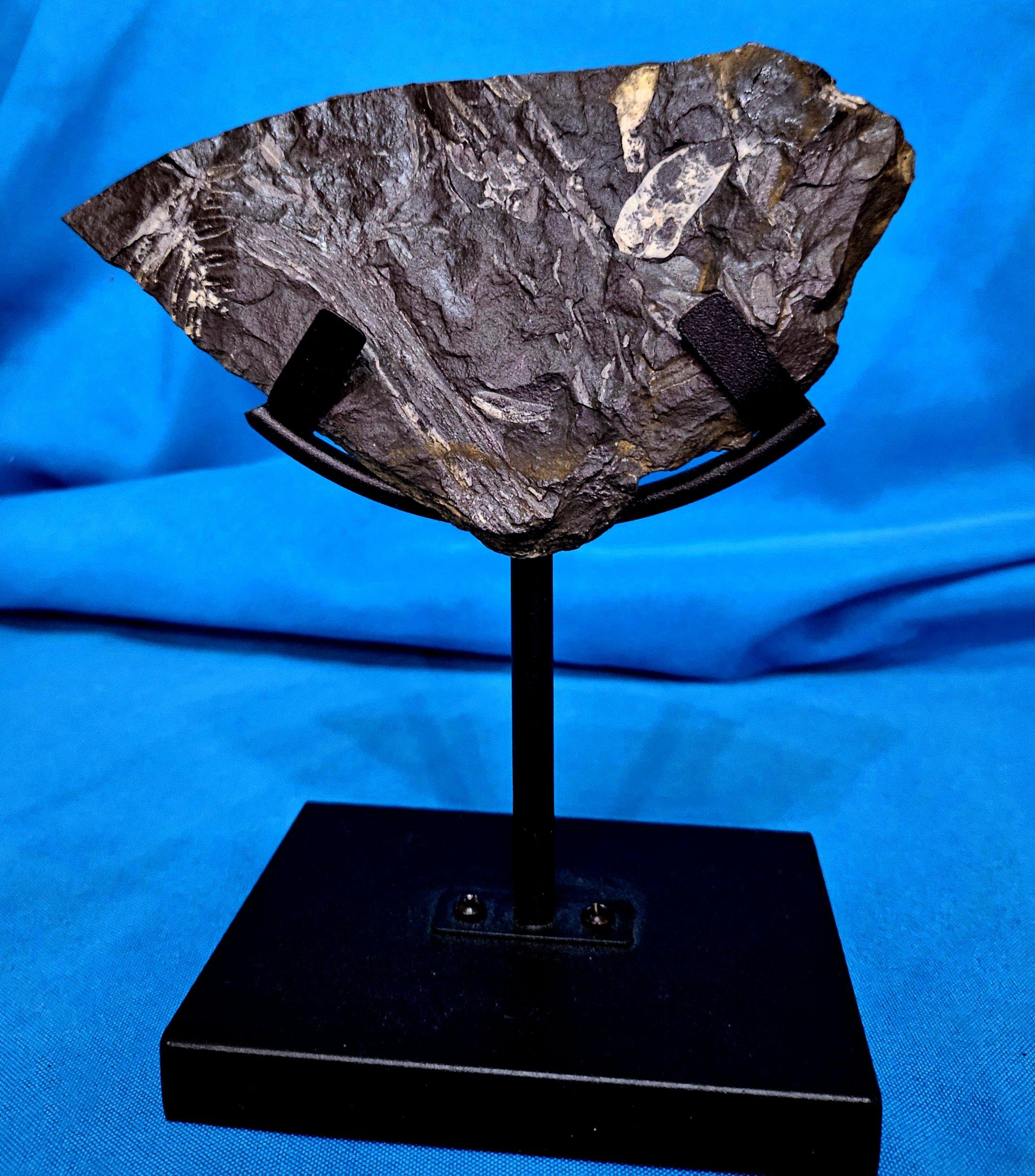 Alethopteris 
Neuropteris Natural Tree Fern Fossil Specimen