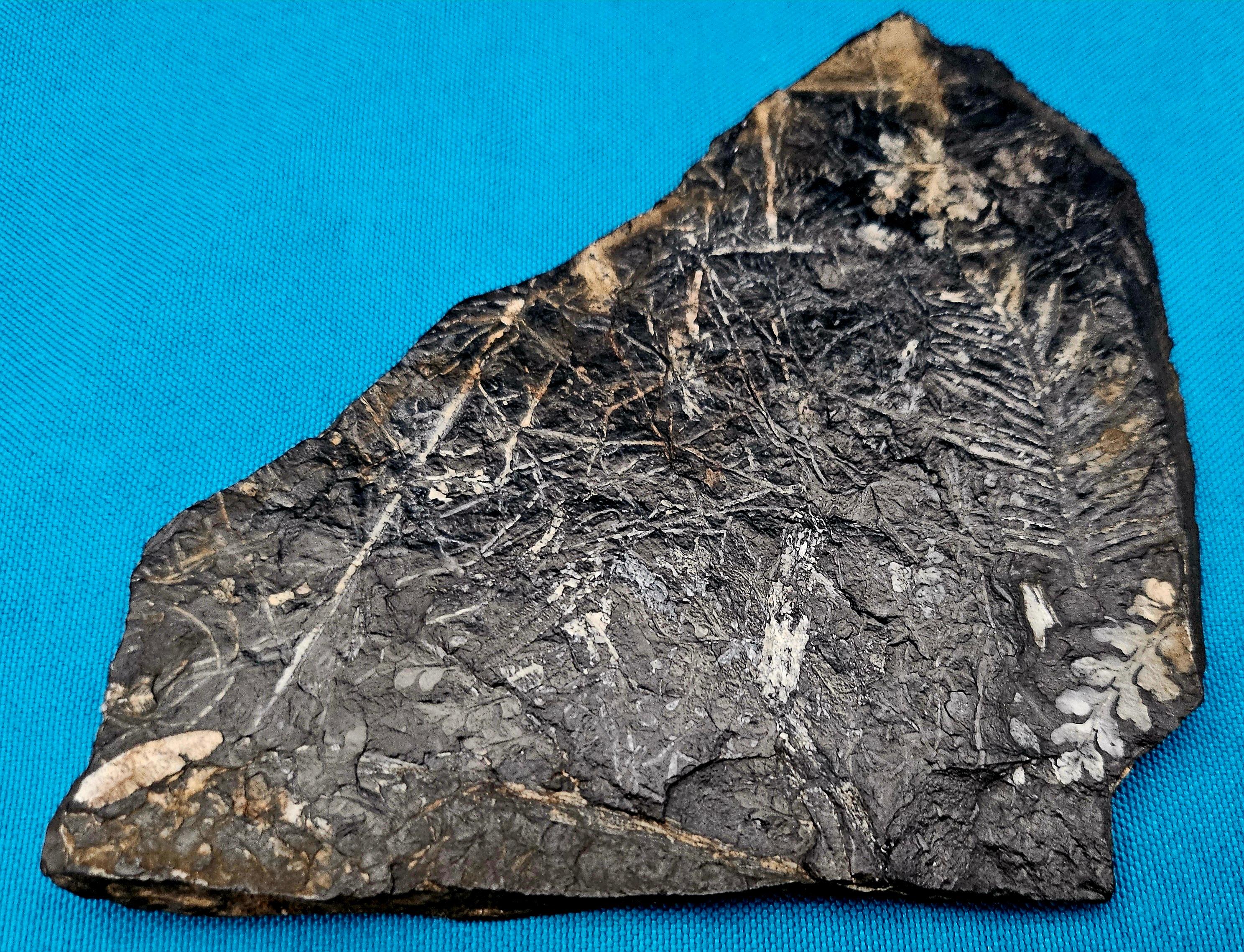 Alethopteris &/or Neuropteris Fern Fossil Specimen, around 300 Million Years Old For Sale 2