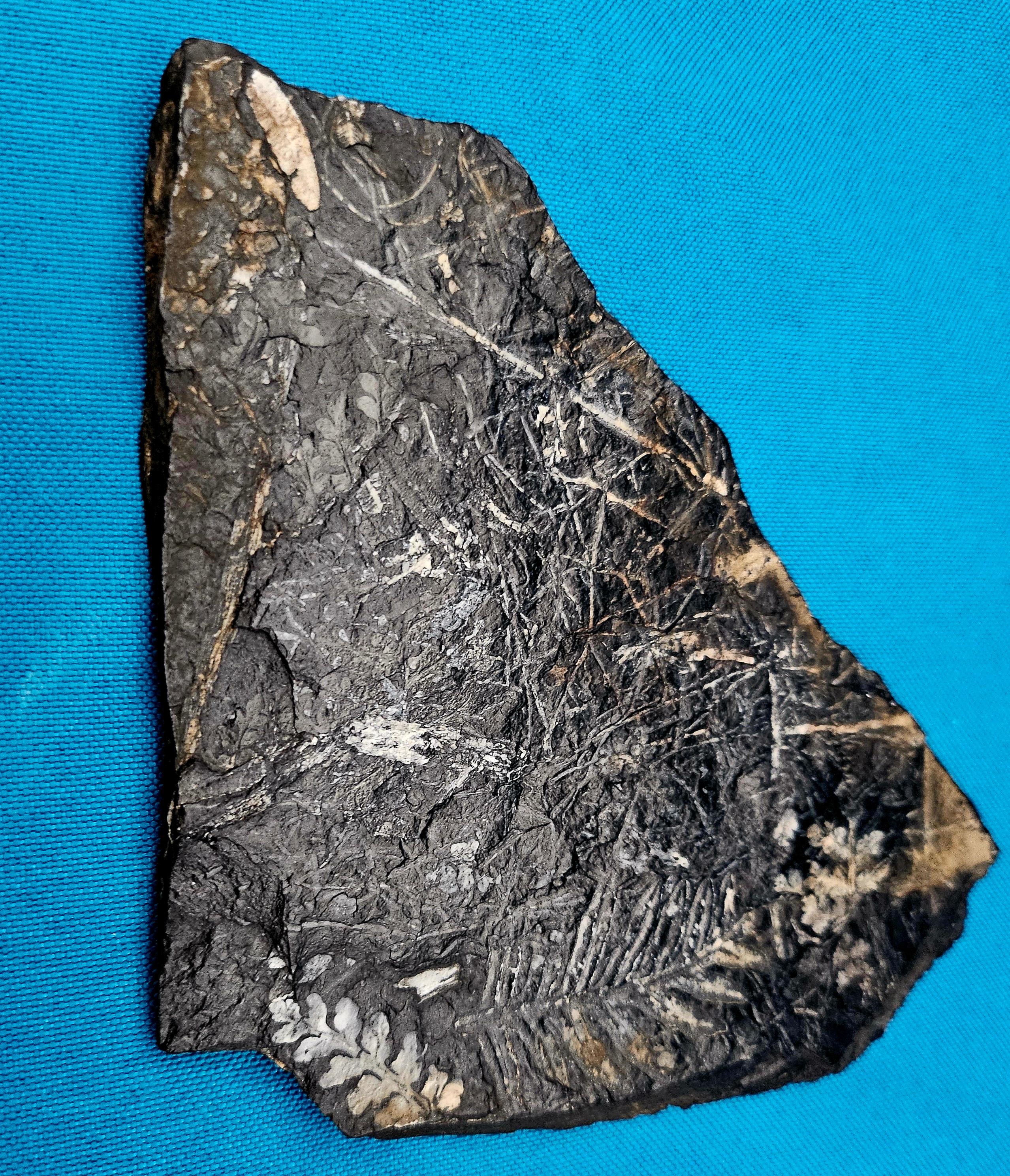 Alethopteris &/or Neuropteris Fern Fossil Specimen, around 300 Million Years Old For Sale 3