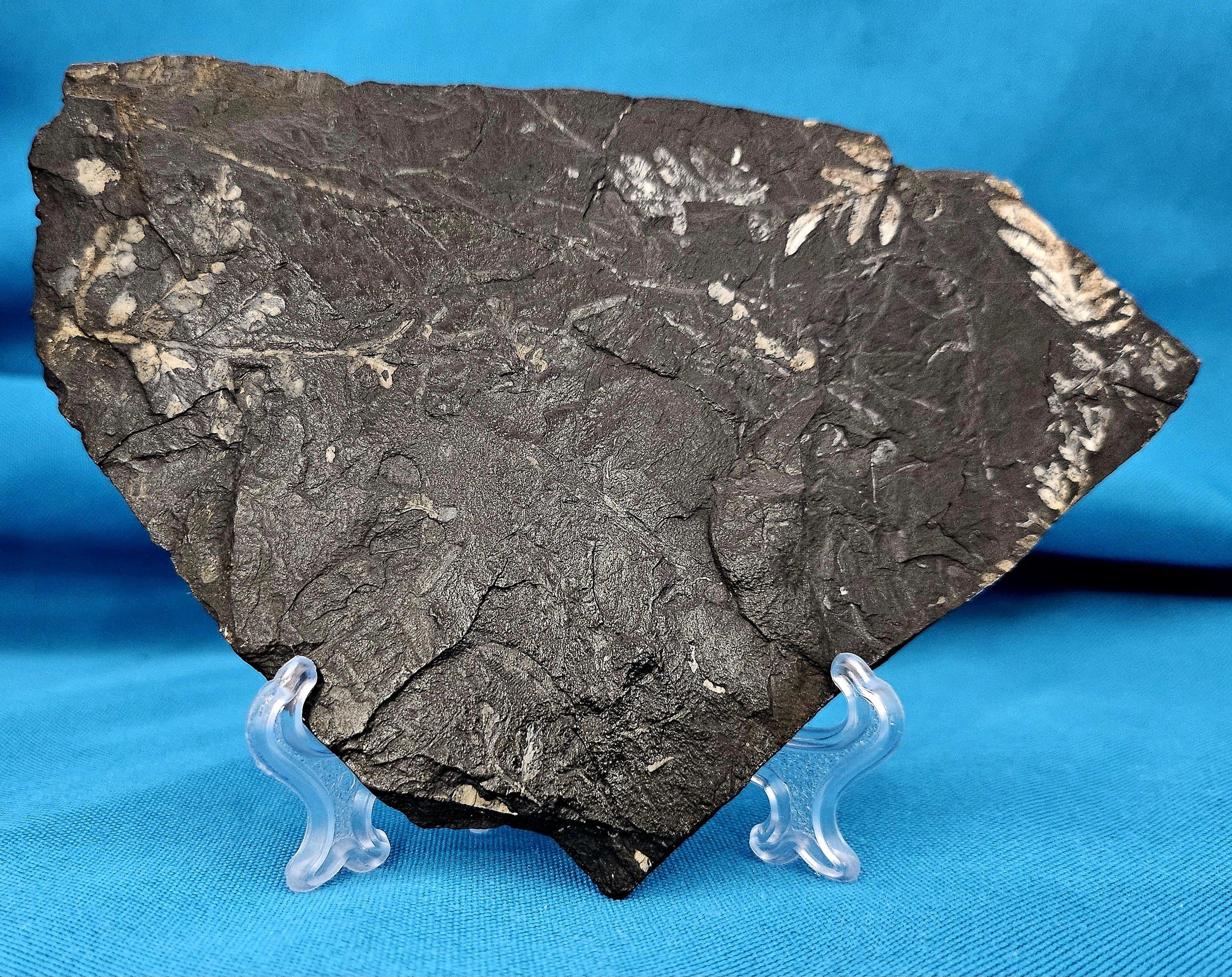 Alethopteris &/or Neuropteris Fern Fossil Specimen, around 300 Million Years Old For Sale 4