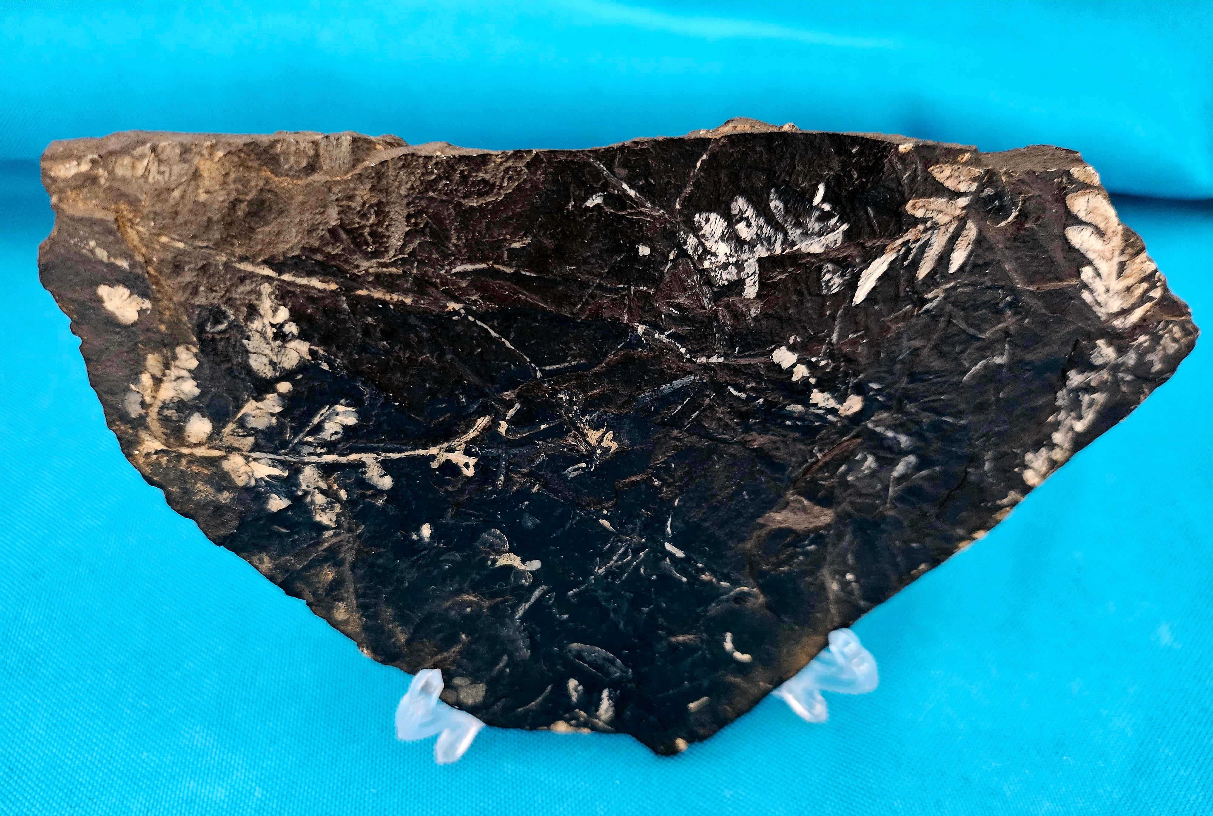 Alethopteris &/or Neuropteris Fern Fossil Specimen, around 300 Million Years Old.  Discovered in PA.
Colors occur naturally over time through the mineralization process.  Since this is a prehistoric fossil it will show its age (of course!)