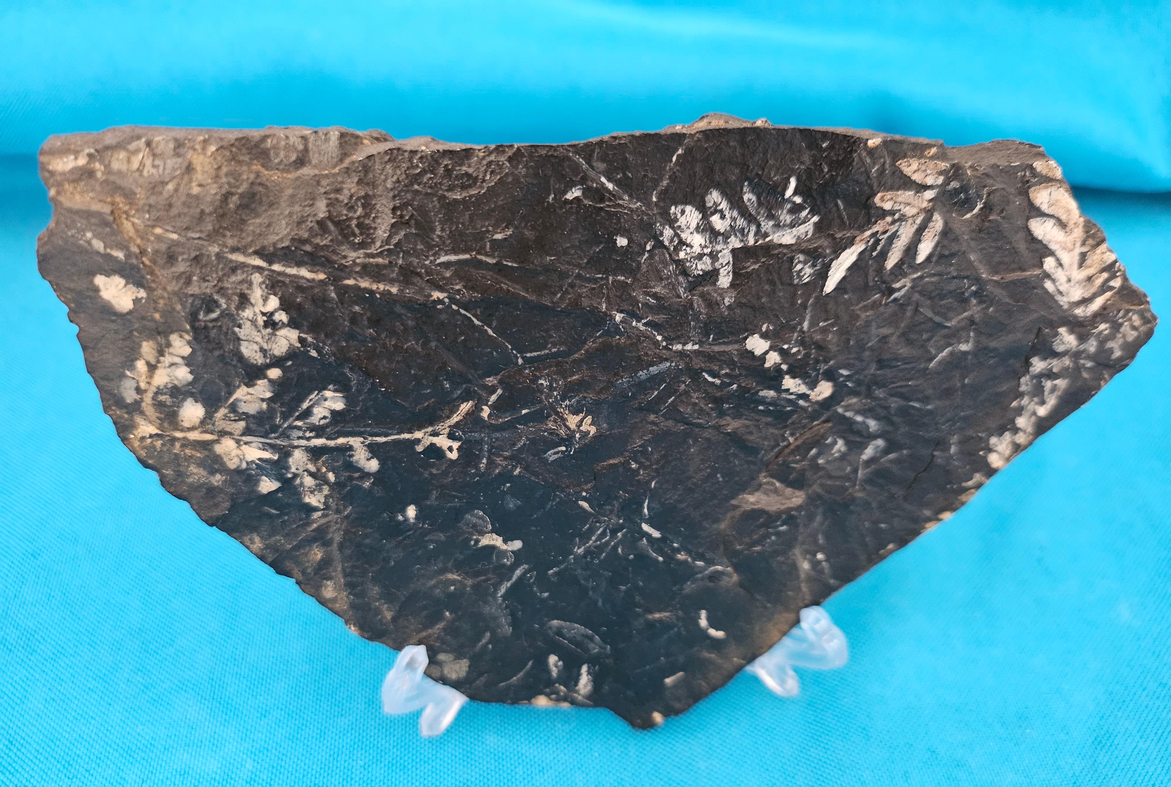 Prehistoric Alethopteris &/or Neuropteris Fern Fossil Specimen, around 300 Million Years Old For Sale