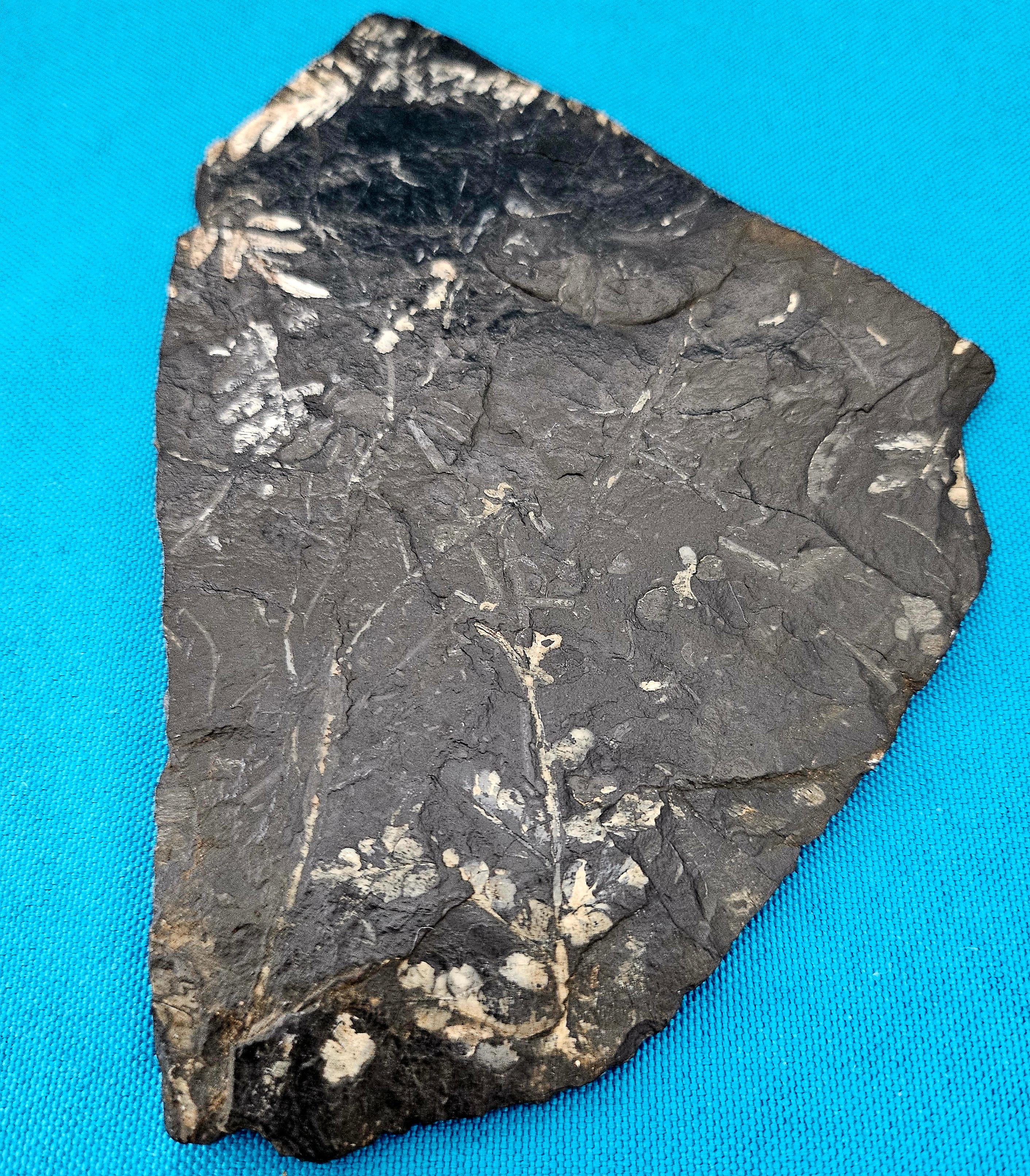 American Alethopteris &/or Neuropteris Fern Fossil Specimen, around 300 Million Years Old For Sale