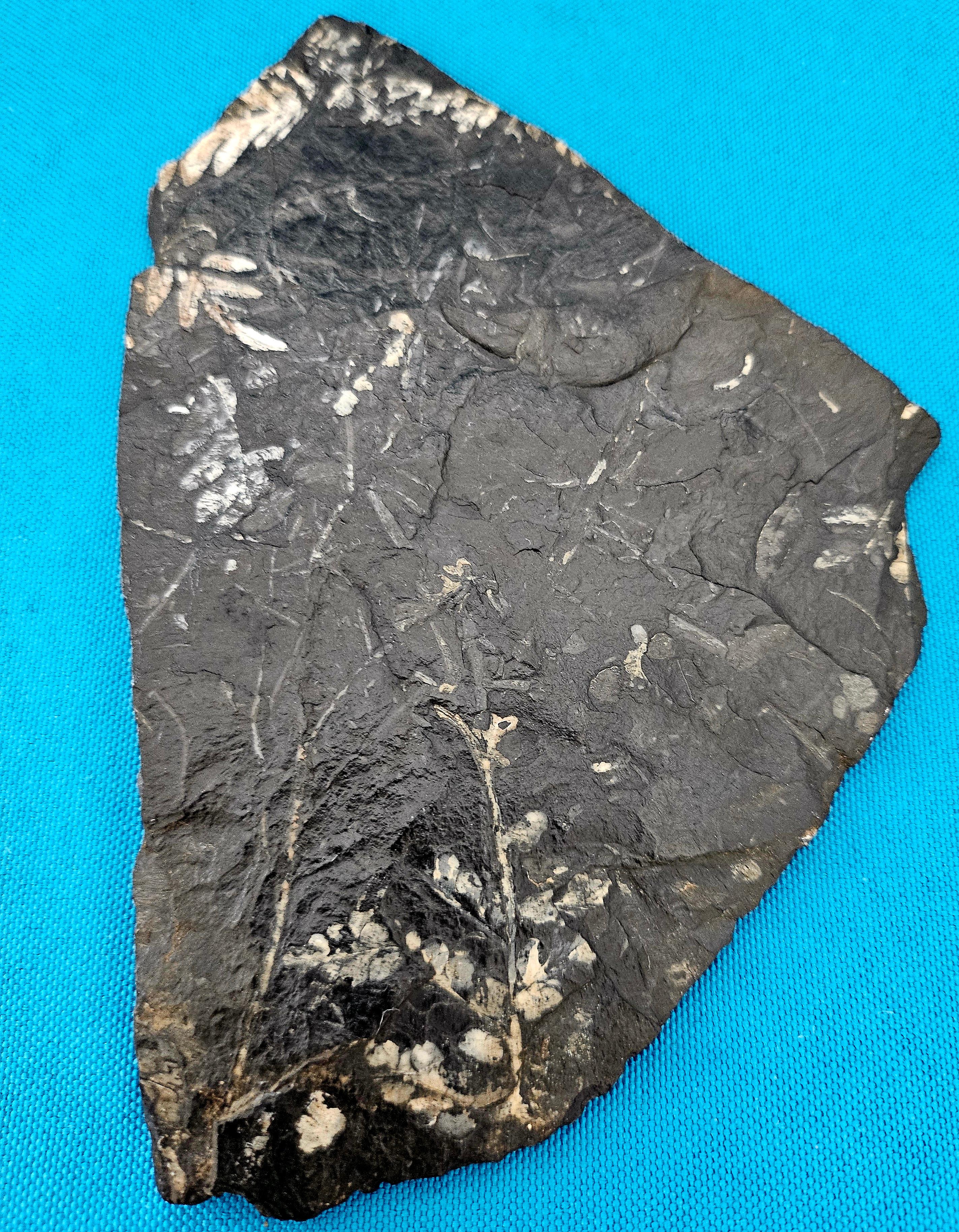 Other Alethopteris &/or Neuropteris Fern Fossil Specimen, around 300 Million Years Old For Sale