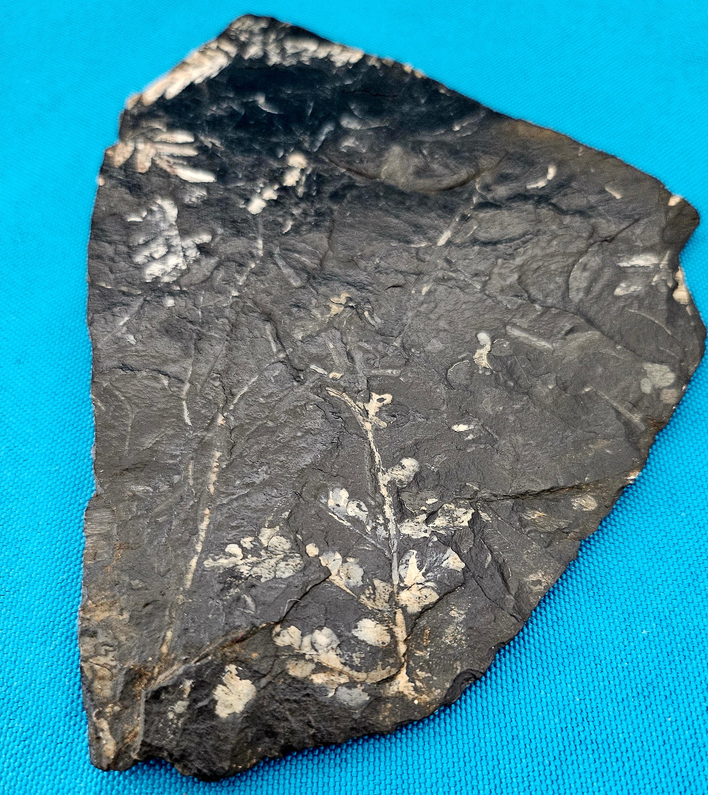 Alethopteris &/or Neuropteris Fern Fossil Specimen, around 300 Million Years Old In Good Condition For Sale In Warrenton, OR