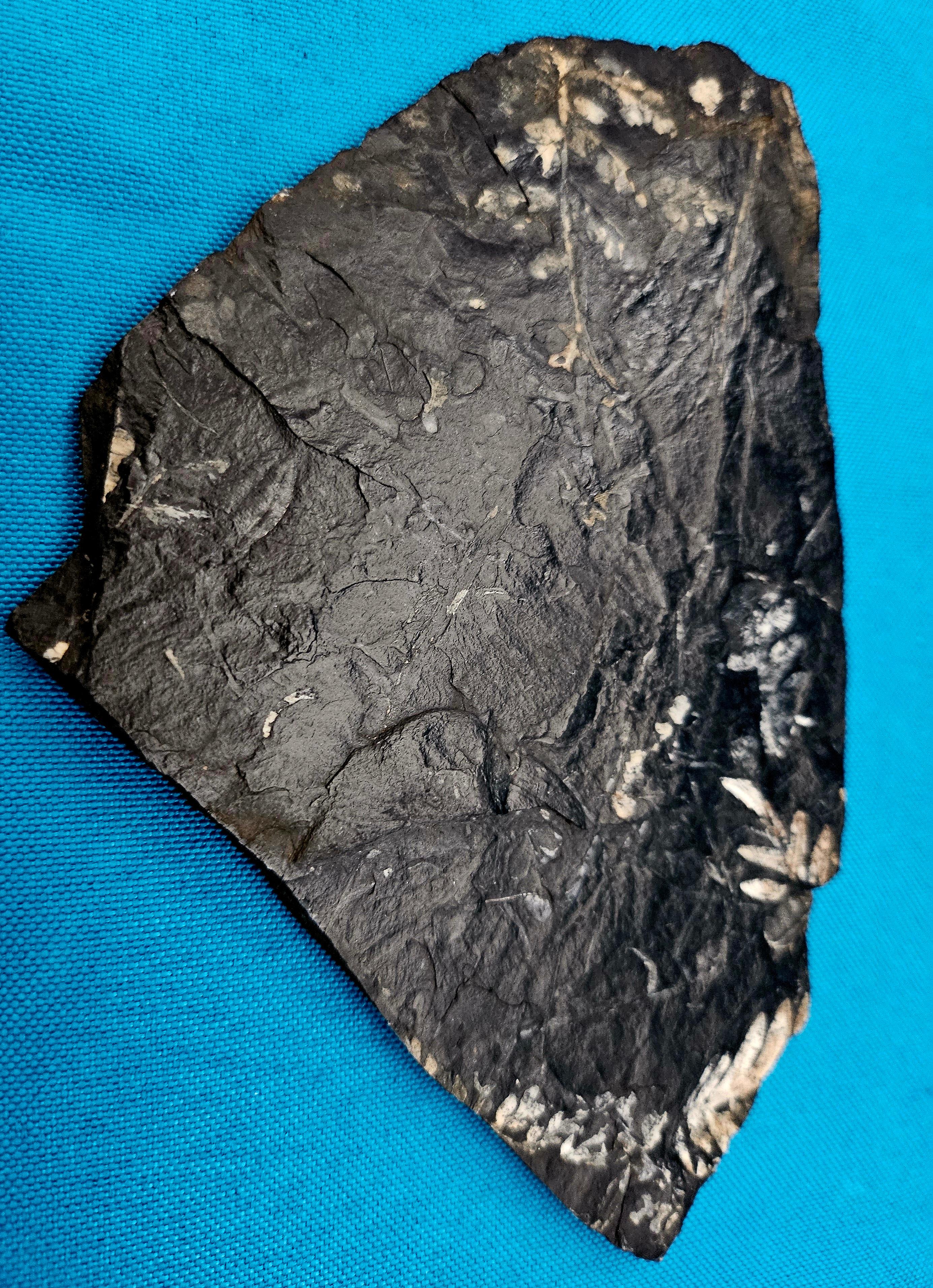 18th Century and Earlier Alethopteris &/or Neuropteris Fern Fossil Specimen, around 300 Million Years Old For Sale