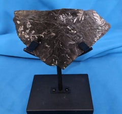 Alethopteris &/or Neuropteris Fern Fossil Specimen, around 300 Million Years Old