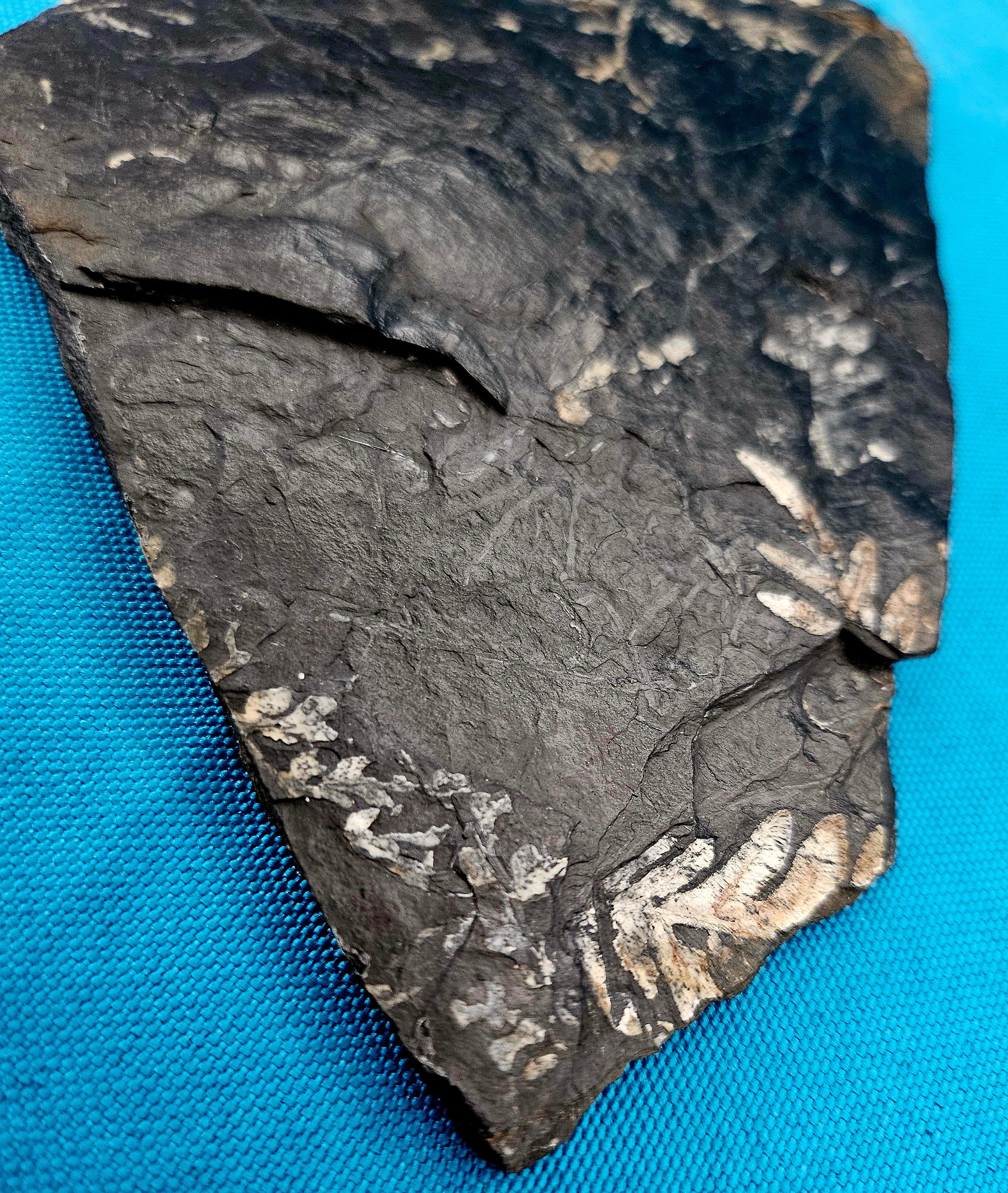 Organic Material Alethopteris &/or Neuropteris Fern Fossil Specimen, around 300 Million Years Old For Sale