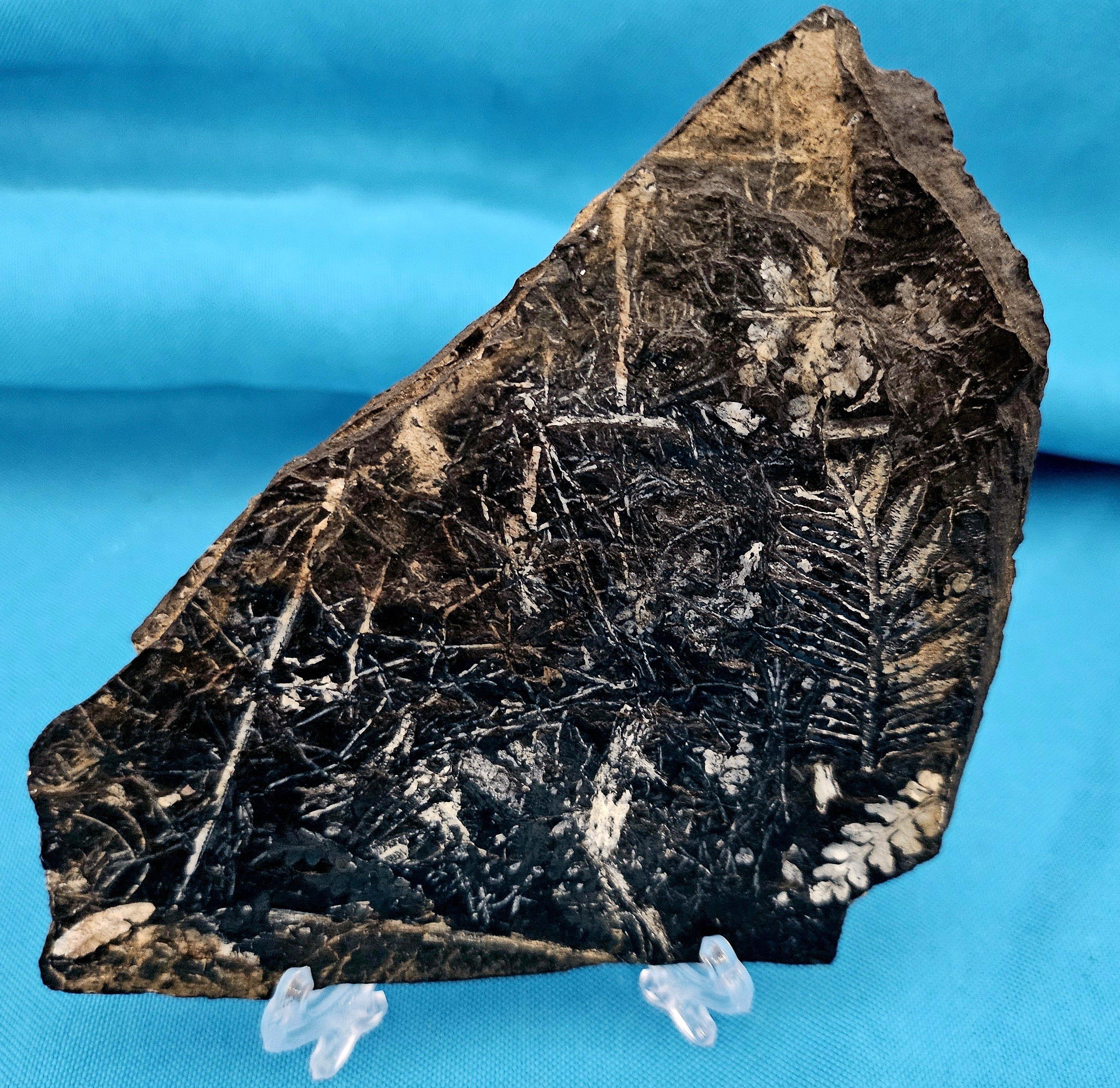 Alethopteris &/or Neuropteris Fern Fossil Specimen, around 300 Million Years Old For Sale 1