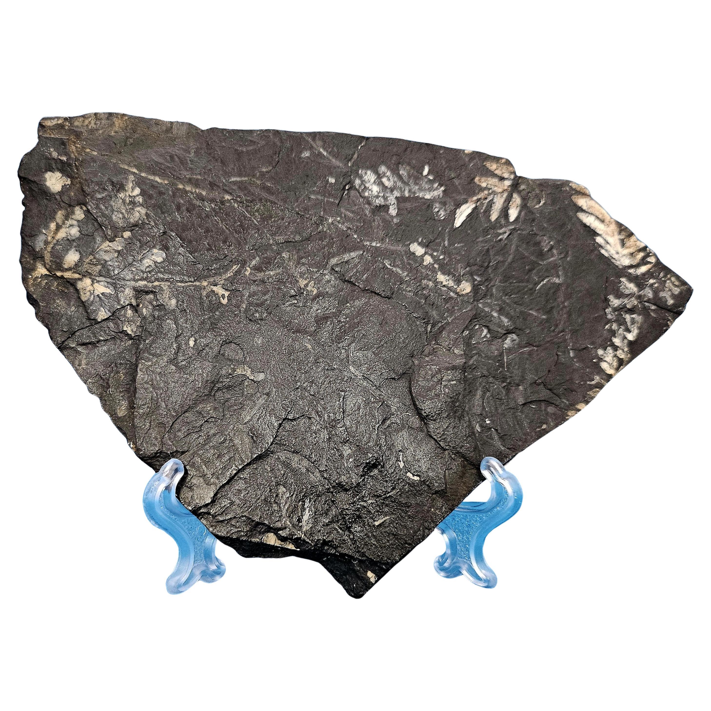 Alethopteris &/or Neuropteris Fern Fossil Specimen, around 300 Million Years Old For Sale