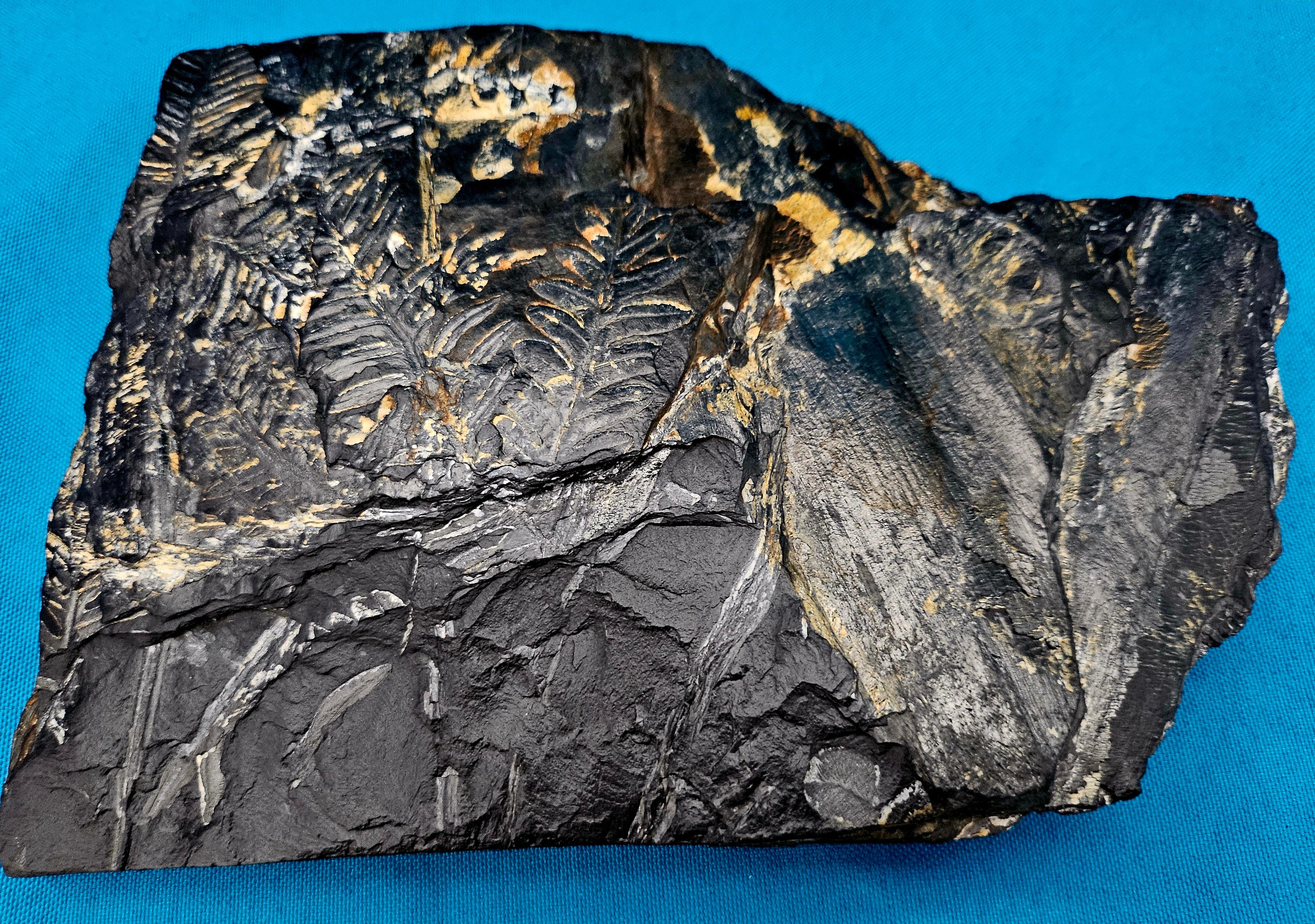 Alethopteris &/or Neuropteris Fern Fossil Specimen, est 300 Million Years Old For Sale 2