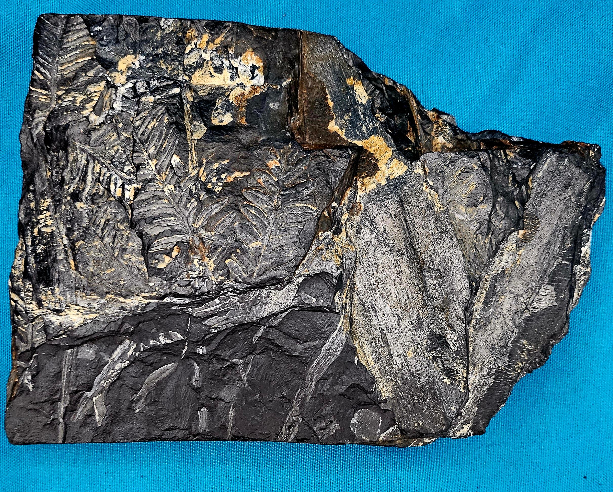 Alethopteris &/or Neuropteris Fern Fossil Specimen, est 300 Million Years Old For Sale 3