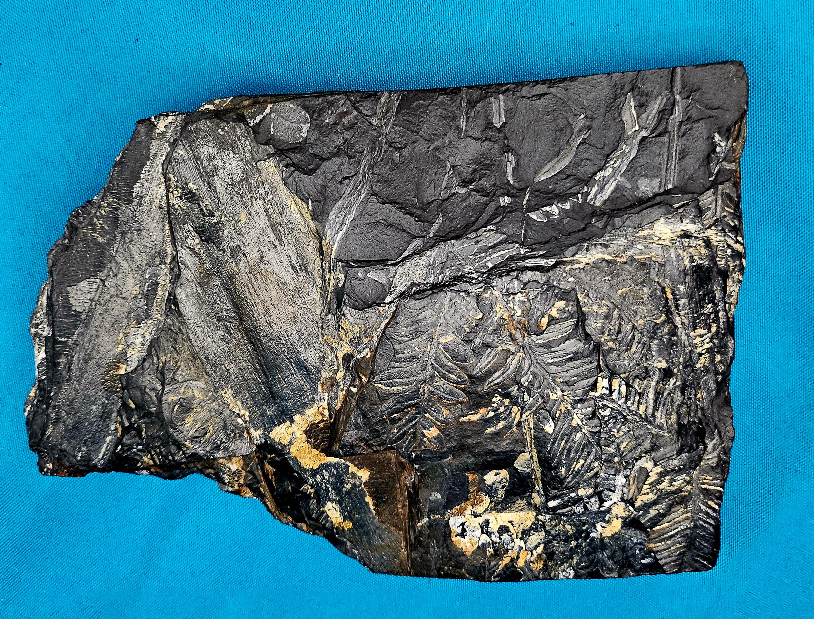 Alethopteris &/or Neuropteris Fern Fossil Specimen, est 300 Million Years Old For Sale 4