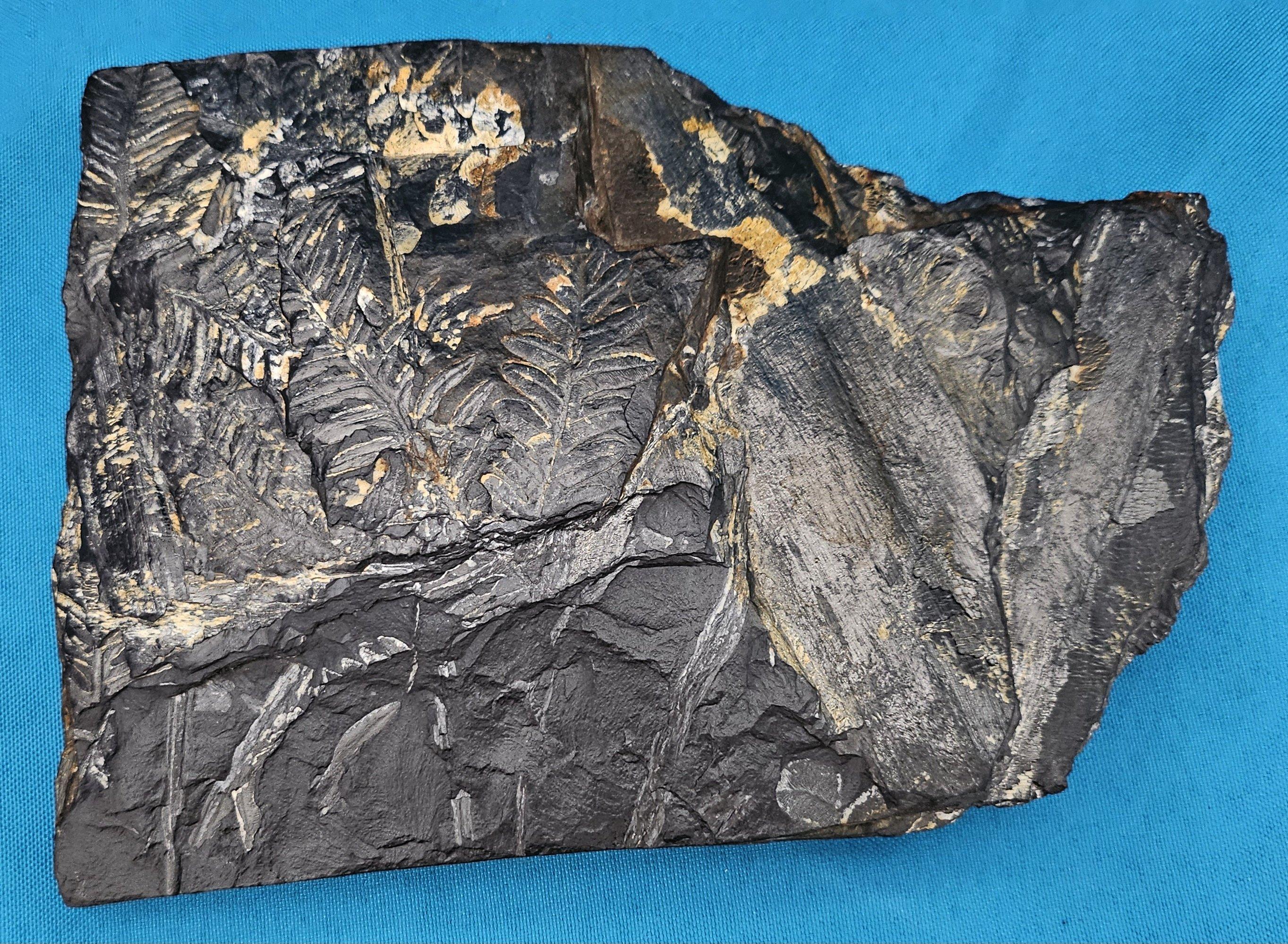 Alethopteris &/or Neuropteris Fern Fossil Specimen, est 300 Million Years Old For Sale 5