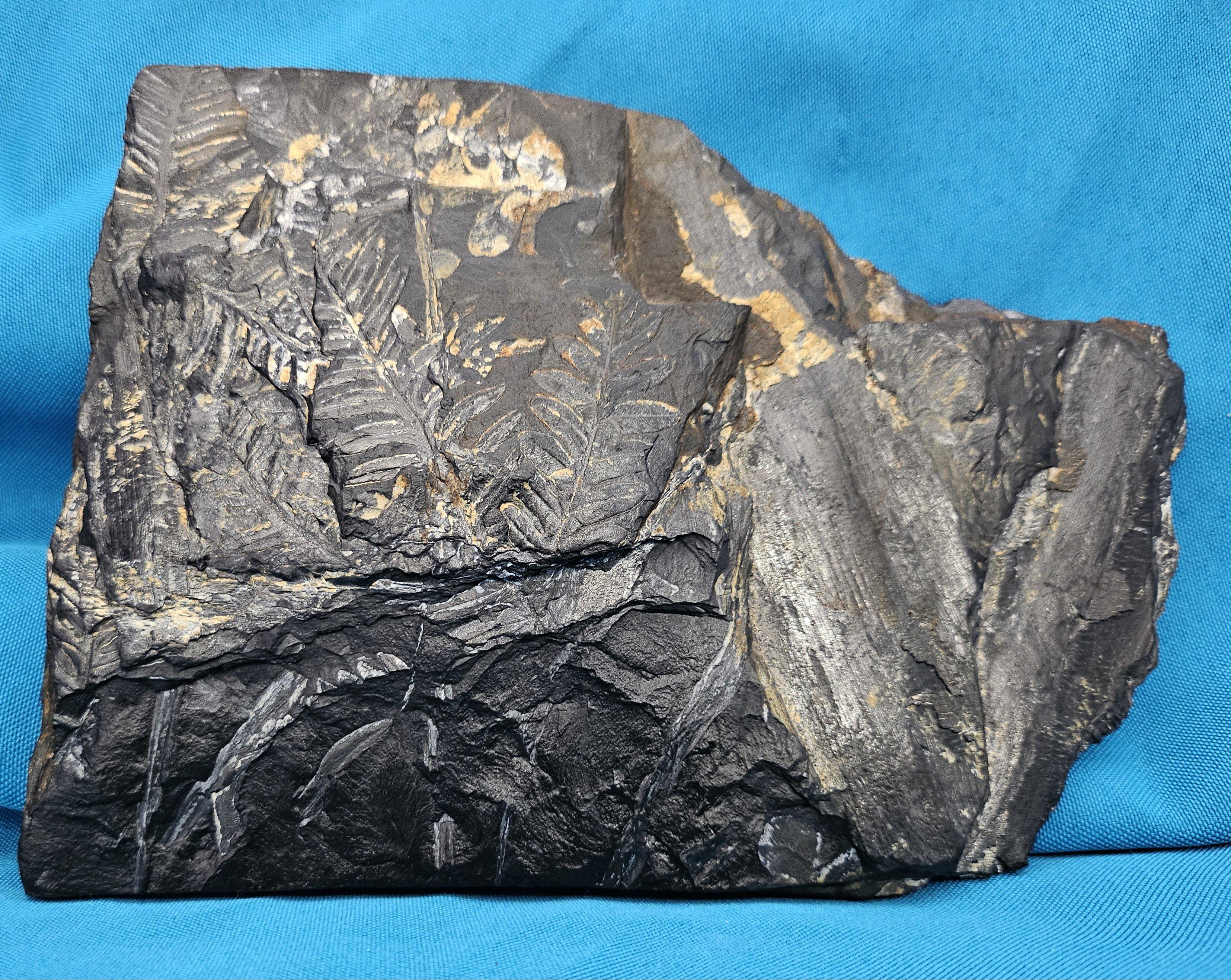 Alethopteris &/or Neuropteris Fern Fossil Specimen, est 300 Million Years Old For Sale 6