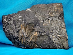 Alethopteris &/or Neuropteris Fern Fossil Specimen, est 300 Million Years Old