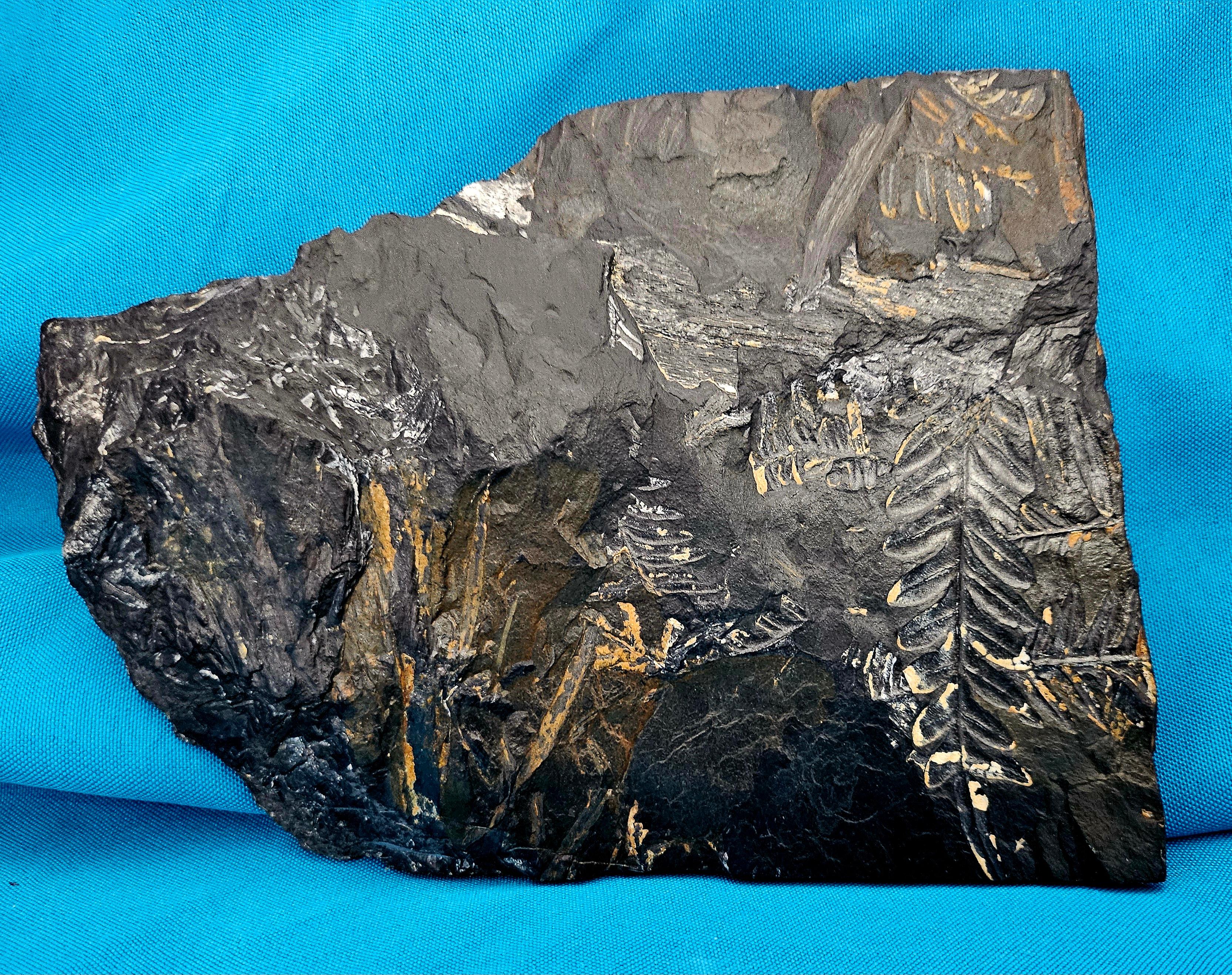 Prehistoric Alethopteris &/or Neuropteris Fern Fossil Specimen, est 300 Million Years Old For Sale