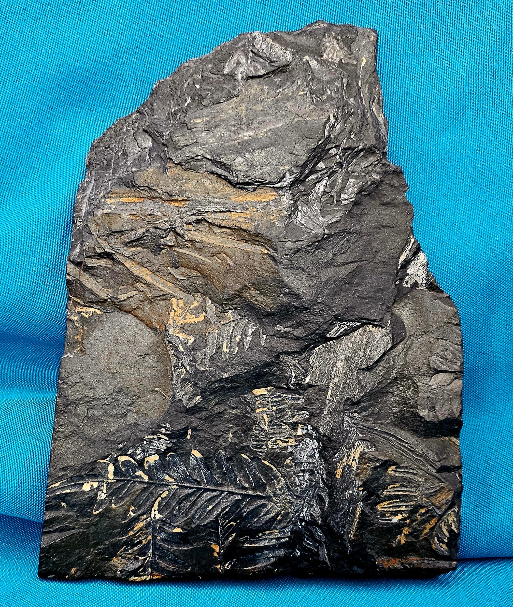 American Alethopteris &/or Neuropteris Fern Fossil Specimen, est 300 Million Years Old For Sale