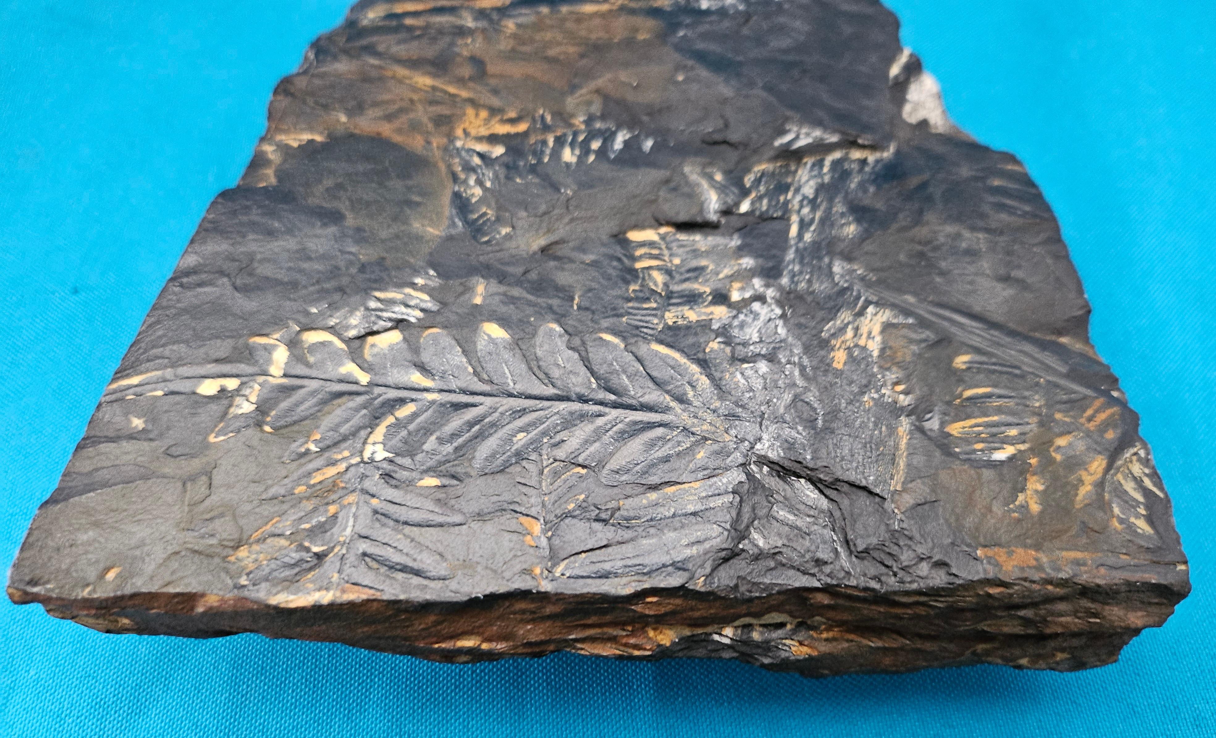 Other Alethopteris &/or Neuropteris Fern Fossil Specimen, est 300 Million Years Old For Sale