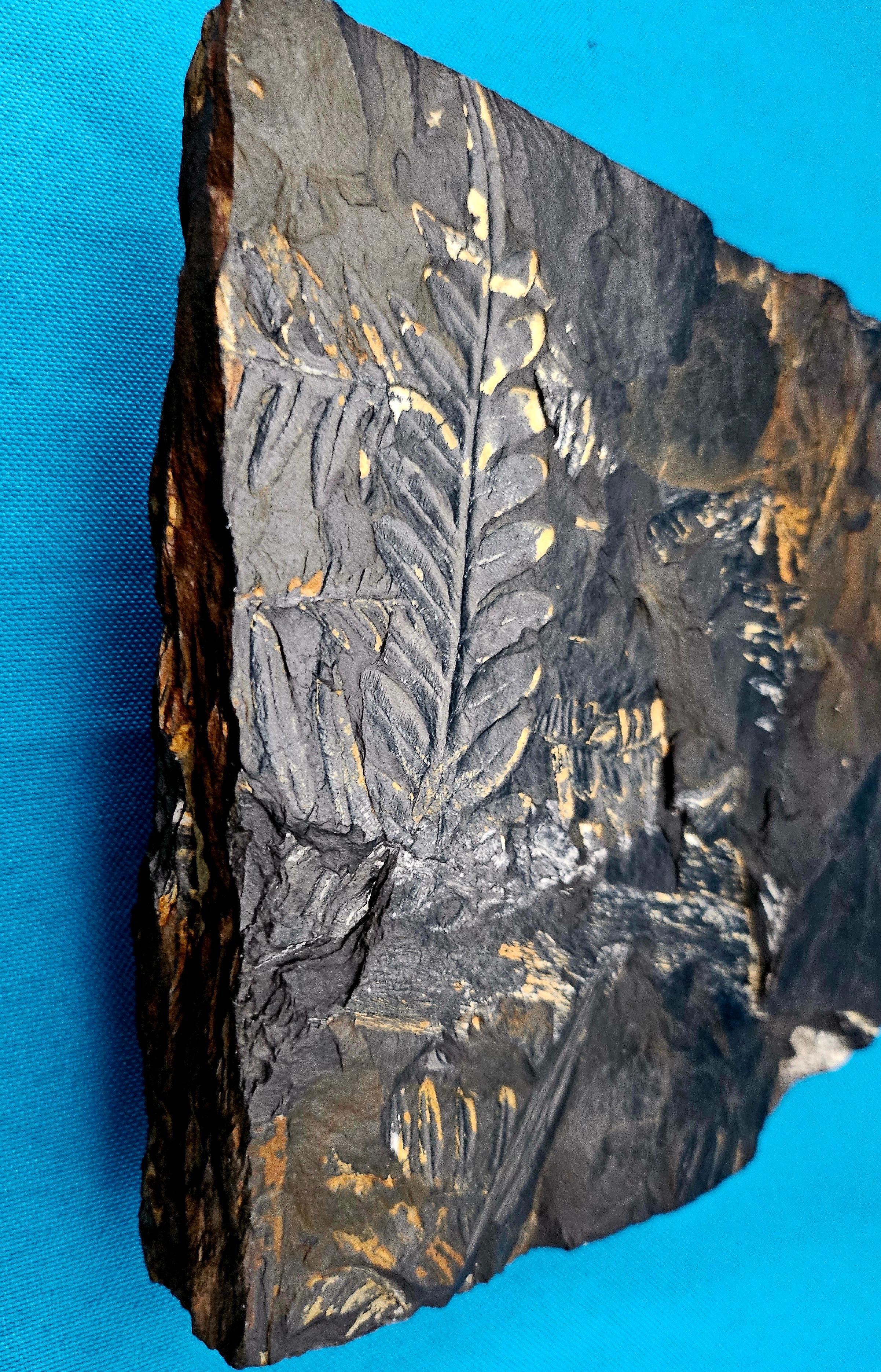 Alethopteris &/or Neuropteris Fern Fossil Specimen, est 300 Million Years Old In Good Condition For Sale In Warrenton, OR
