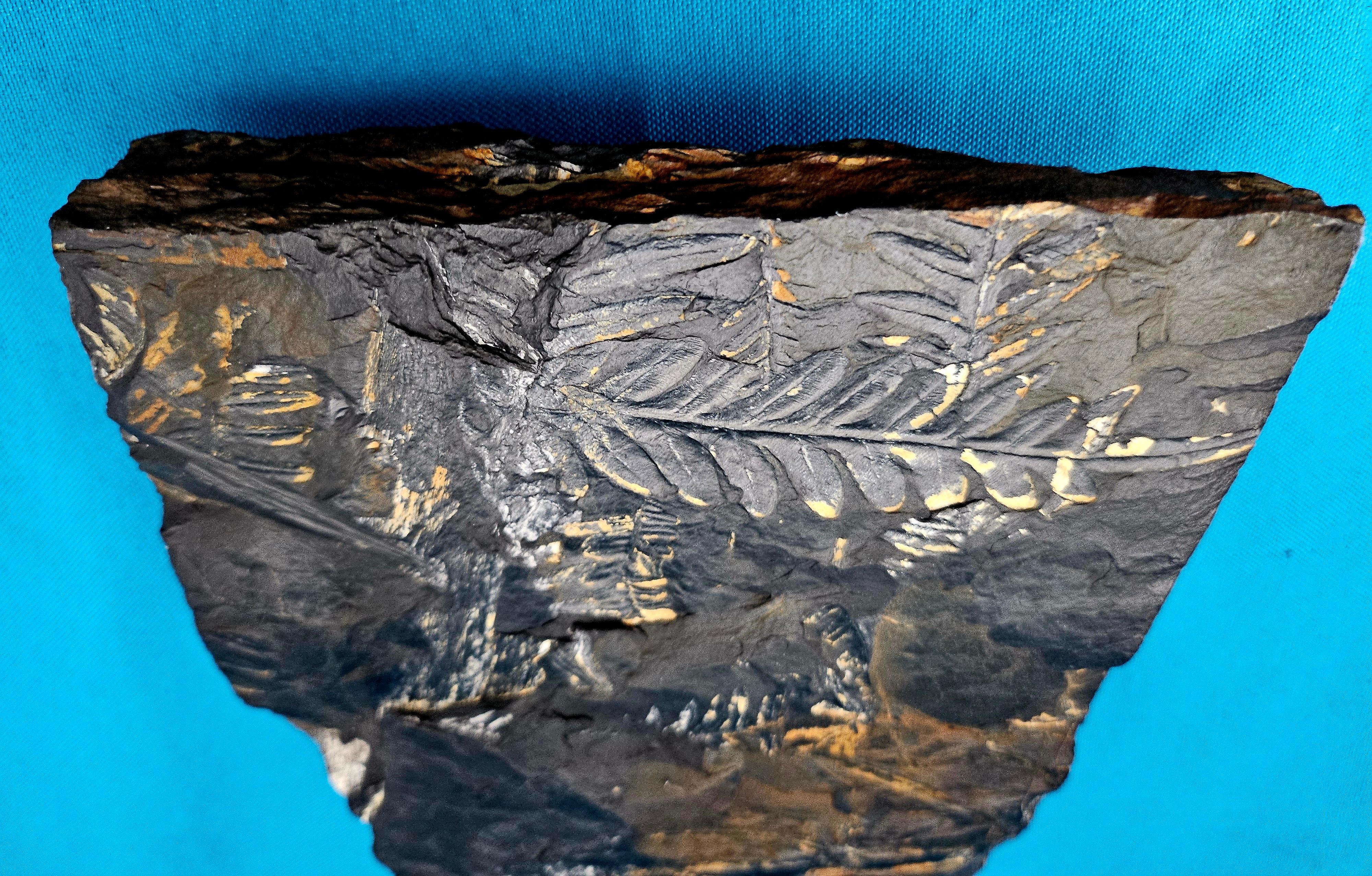 18th Century and Earlier Alethopteris &/or Neuropteris Fern Fossil Specimen, est 300 Million Years Old For Sale