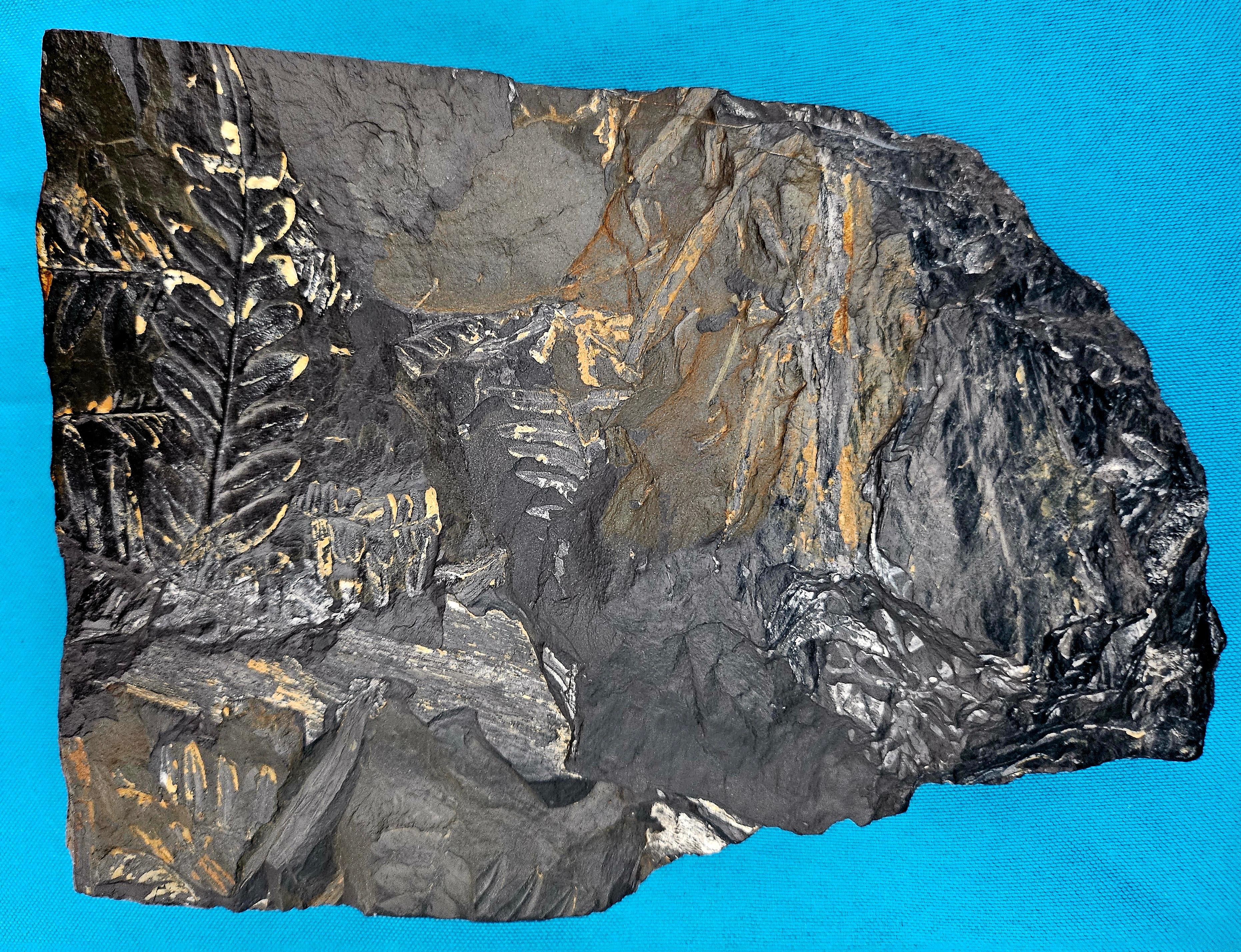 Organic Material Alethopteris &/or Neuropteris Fern Fossil Specimen, est 300 Million Years Old For Sale