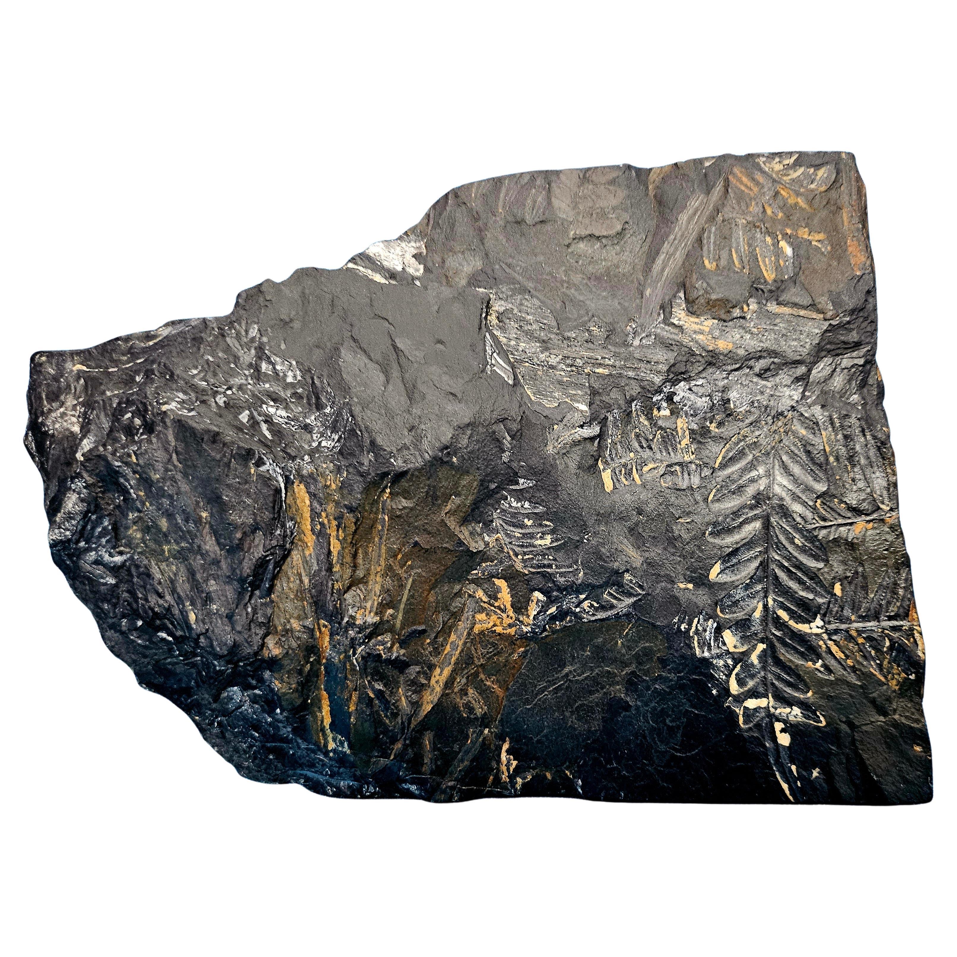 Specie fossile di felce Alethopteris e/o Neuropteris, di circa 300 milioni di anni fa