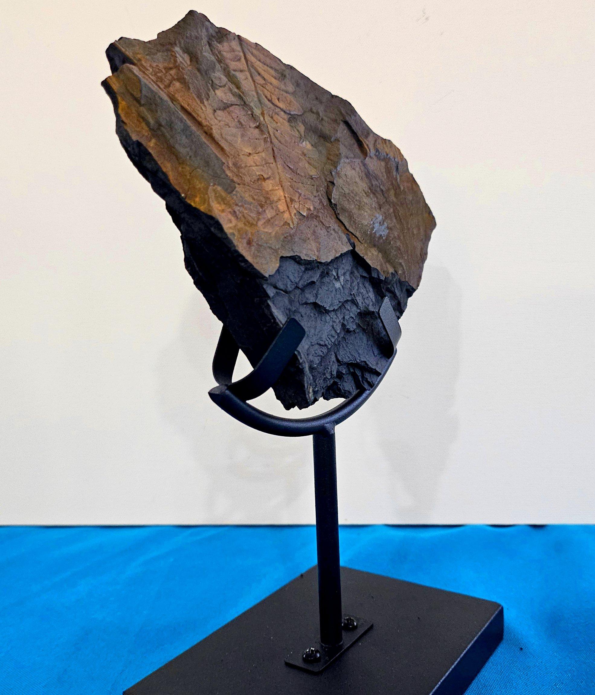 Alethopteris Species Fern Fossil Natural Specimen, 305+ Million Years Old en vente 2