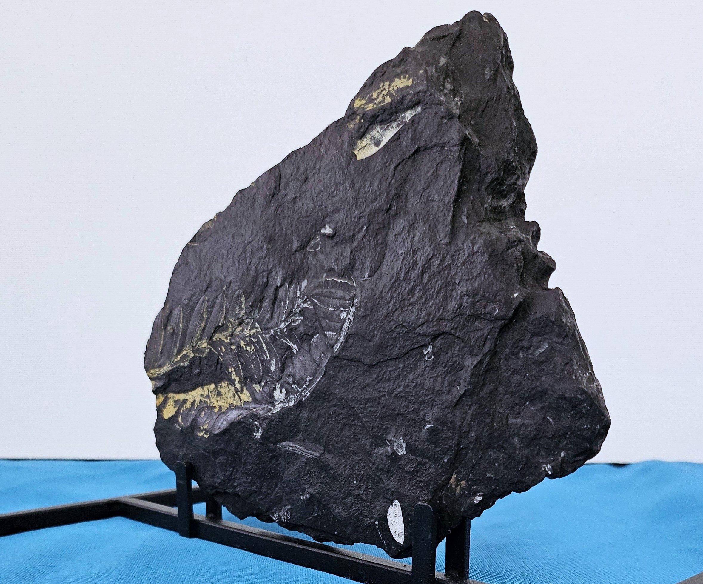 Specie di felce Alethopteris Fossile Nature, 305+ milioni di anni fa in vendita 2