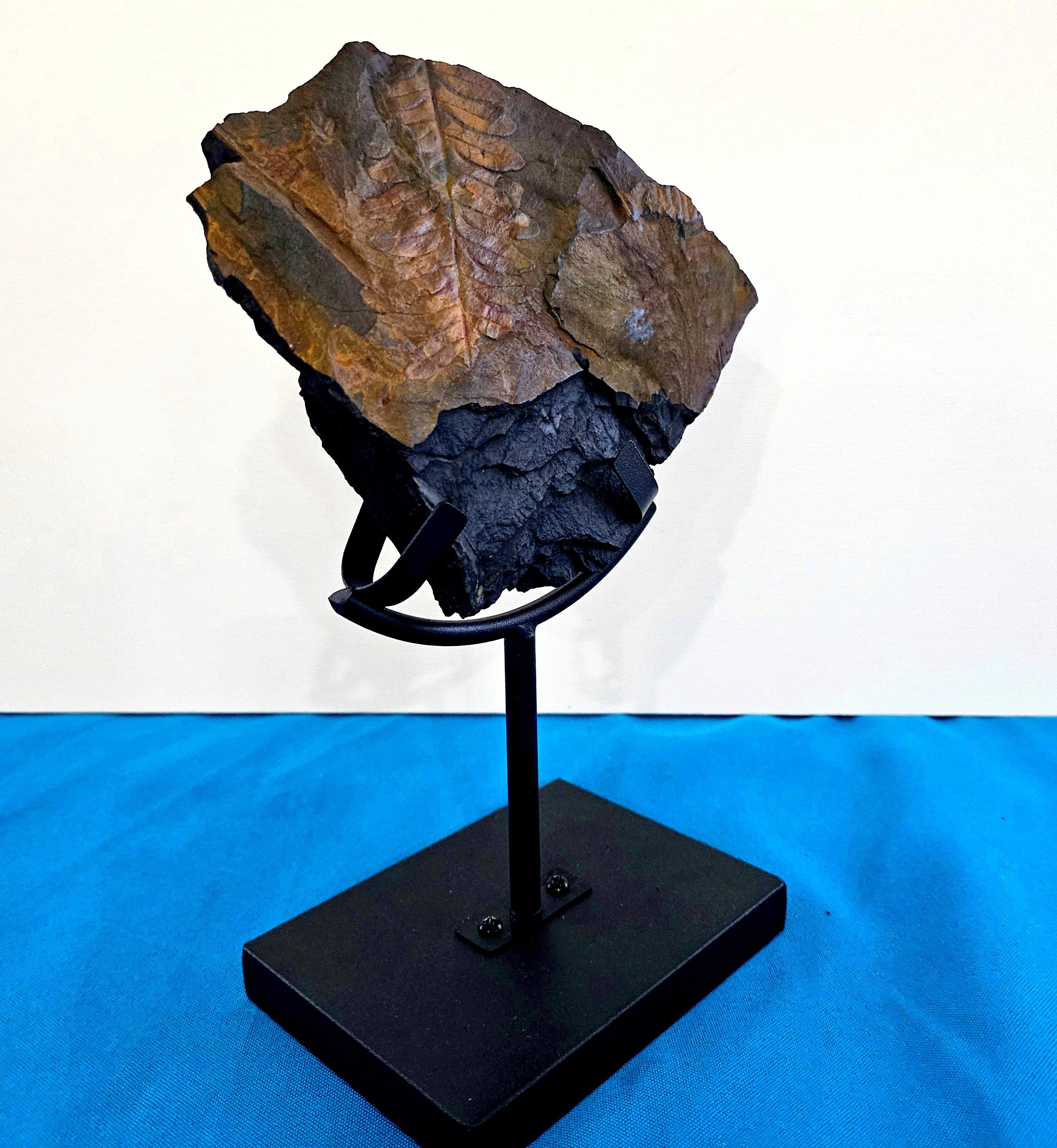 Alethopteris Species Fern Fossil Natural Specimen, 305+ Million Years Old en vente 3