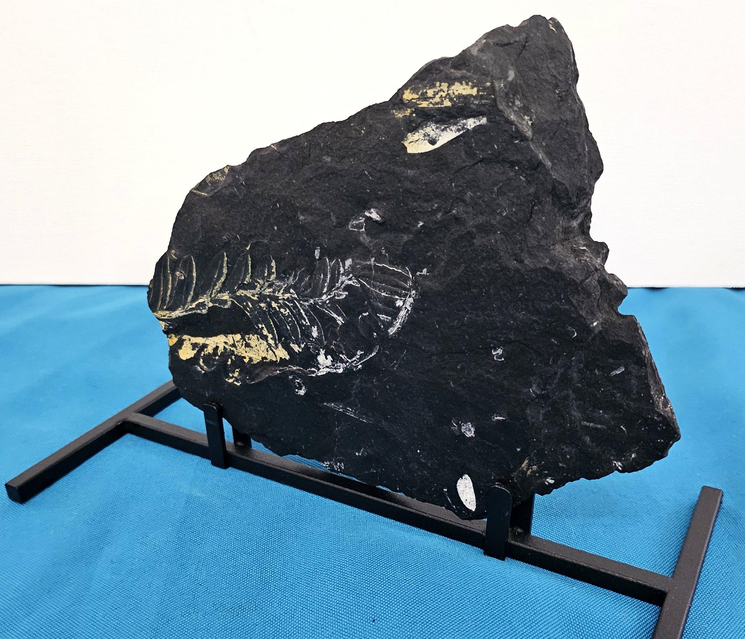 Specie di felce Alethopteris Fossile Nature, 305+ milioni di anni fa in vendita 3