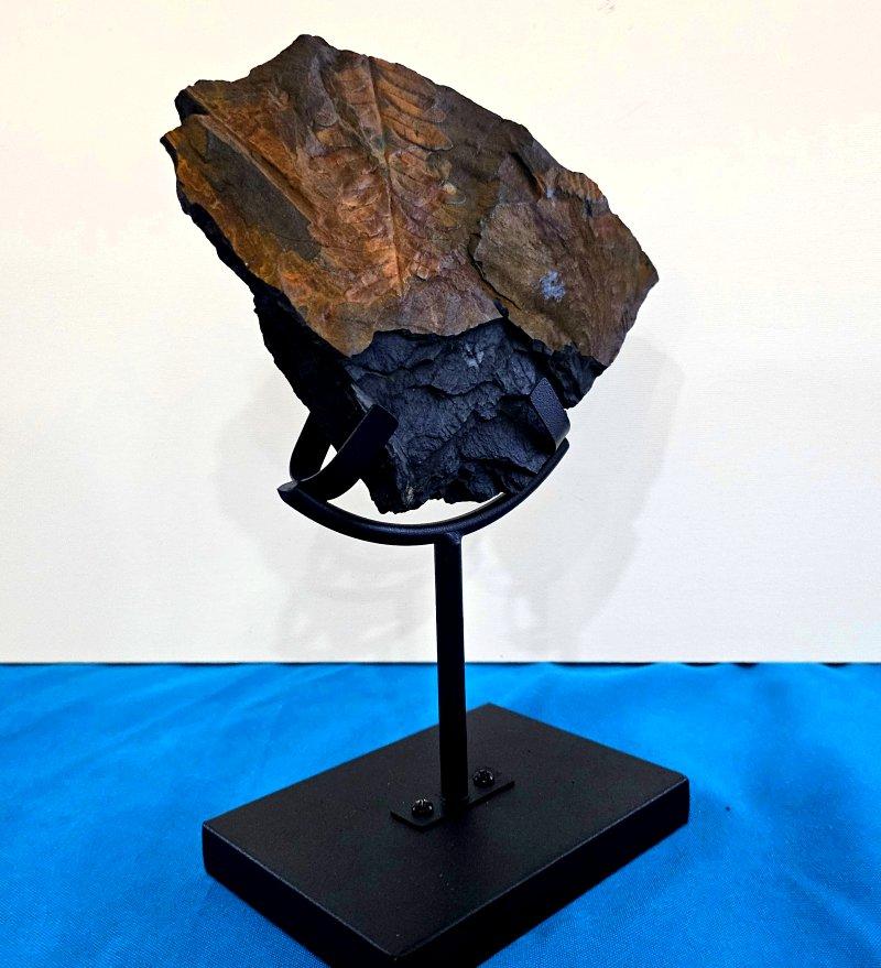 Alethopteris Species Fern Fossil Natural Specimen, 305+ Million Years Old en vente 4