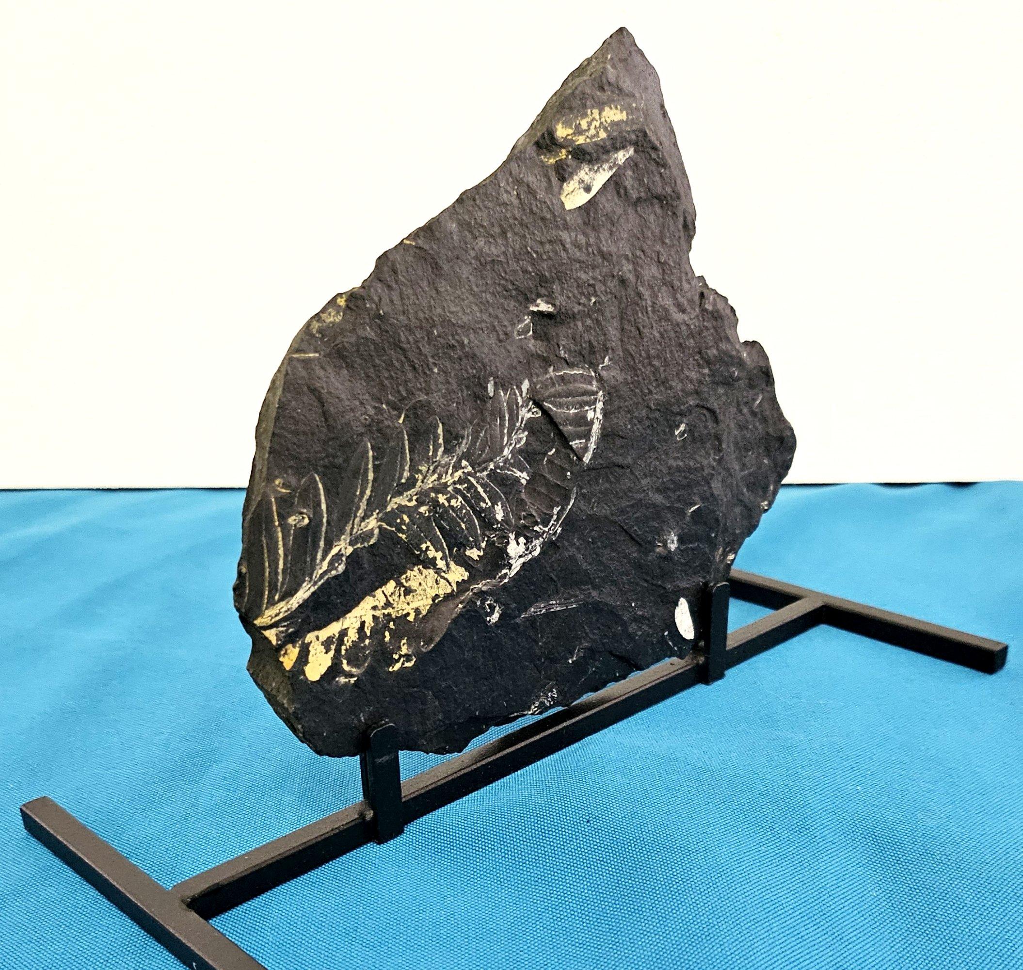 Specie di felce Alethopteris Fossile Nature, 305+ milioni di anni fa in vendita 4