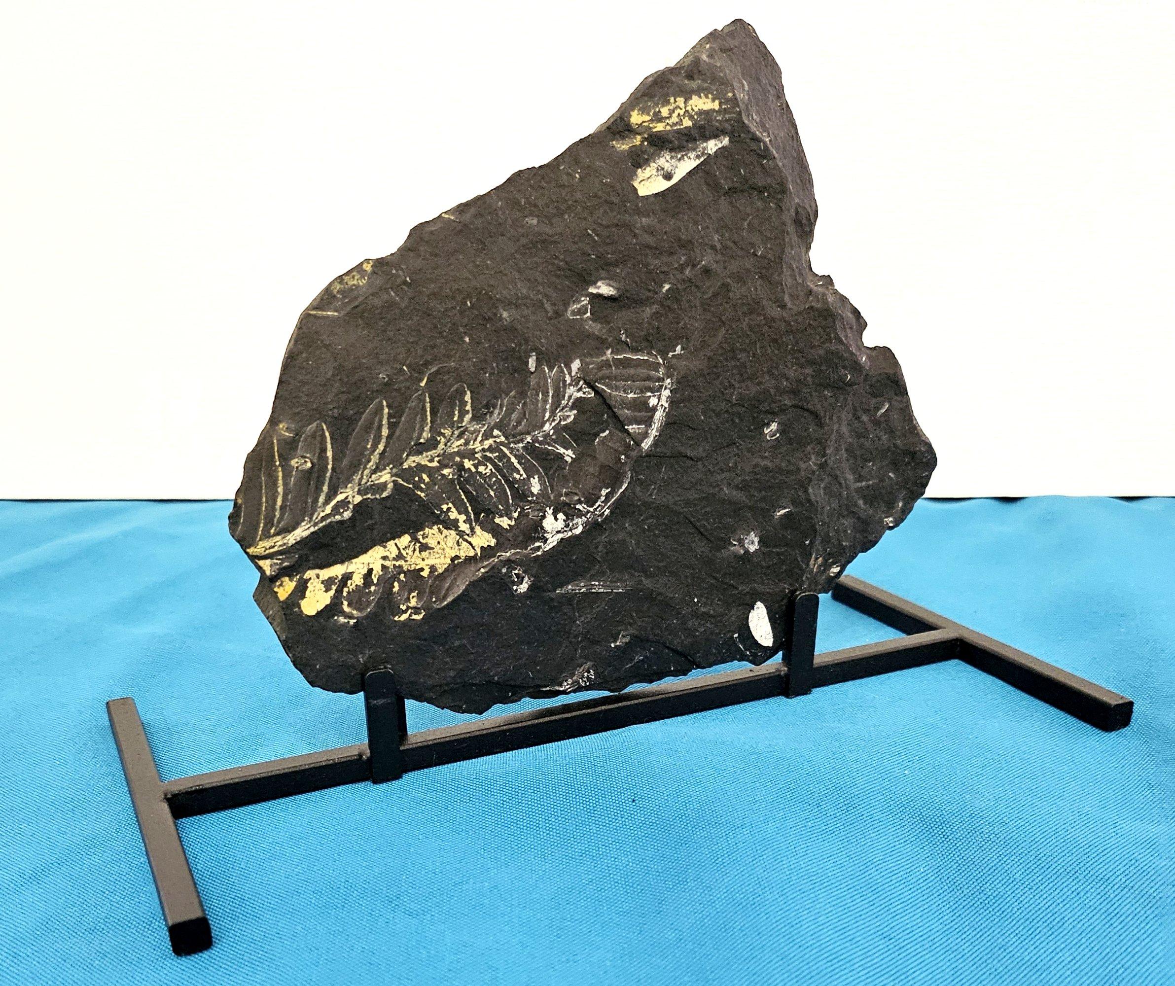 Specie di felce Alethopteris Fossile Nature, 305+ milioni di anni fa in vendita 5