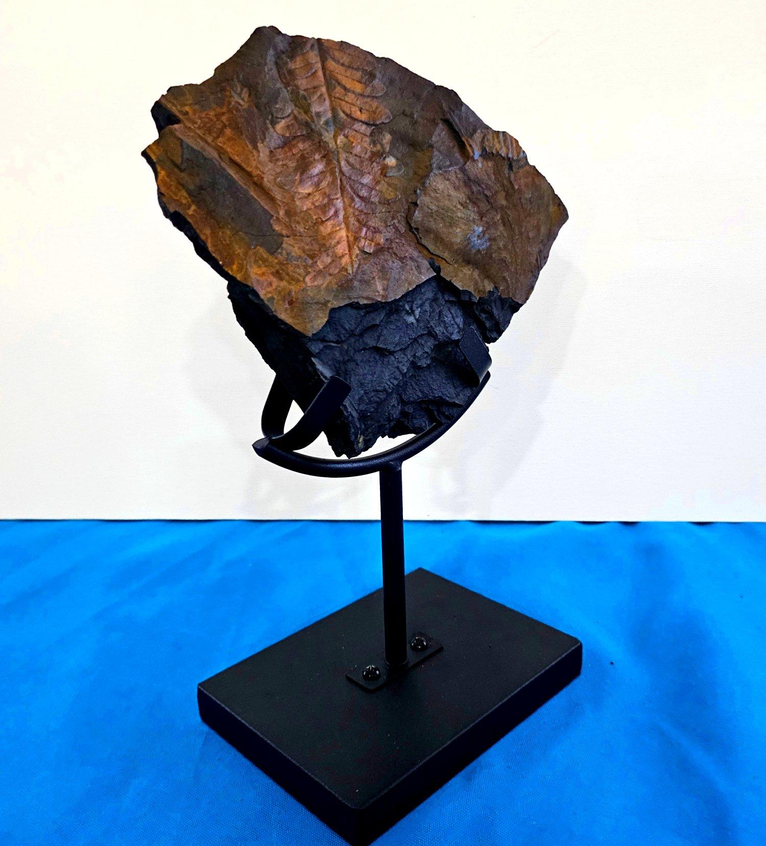 Alethopteris Species Fern Fossil Natural Specimen, 305+ Million Years Old en vente 6