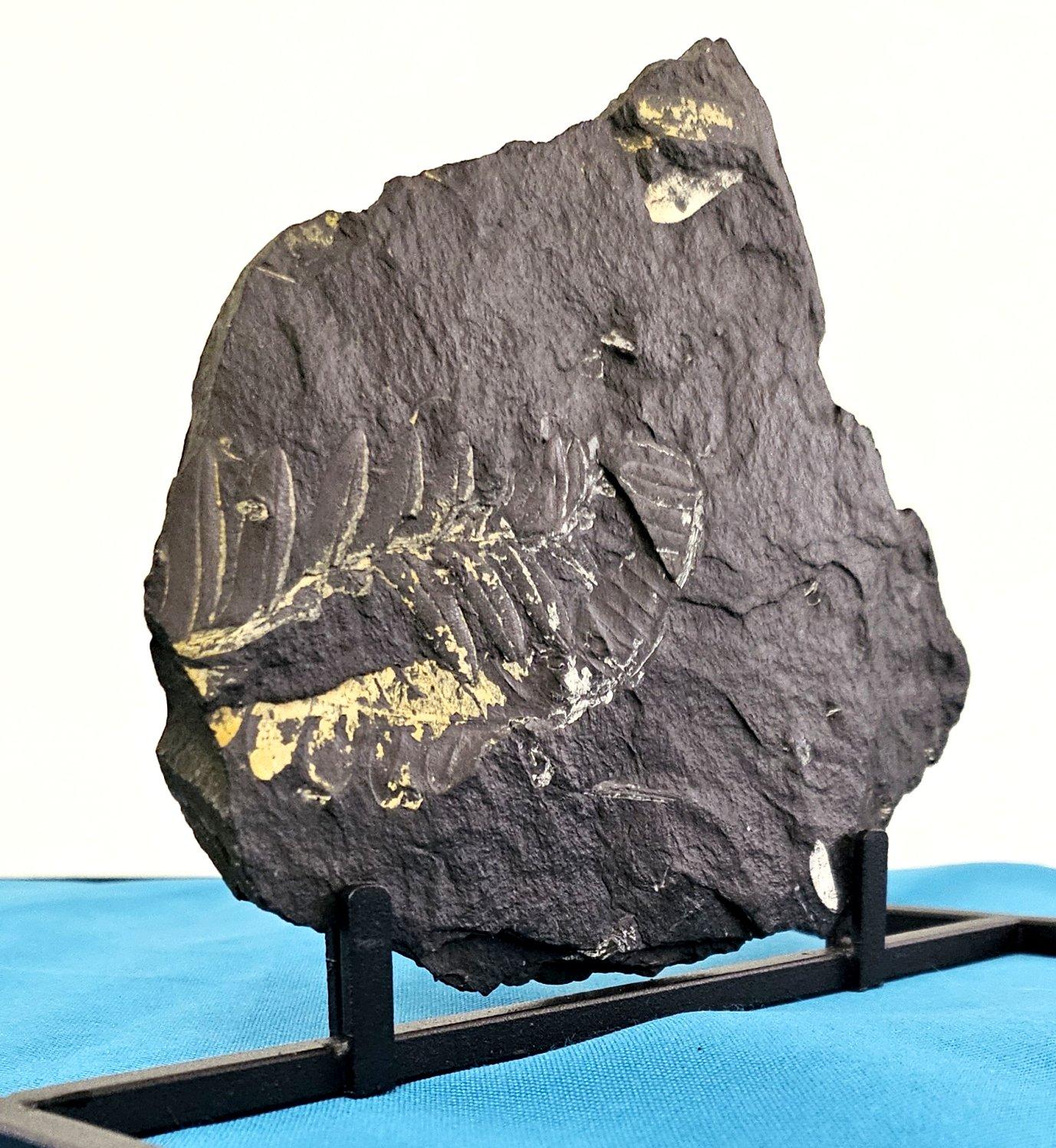 Specie di felce Alethopteris Fossile Nature, 305+ milioni di anni fa in vendita 6