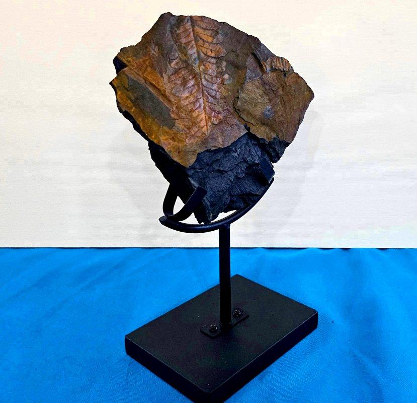 Alethopteris Species Fern Fossil Natural Specimen, 305+ Million Years Old en vente 7