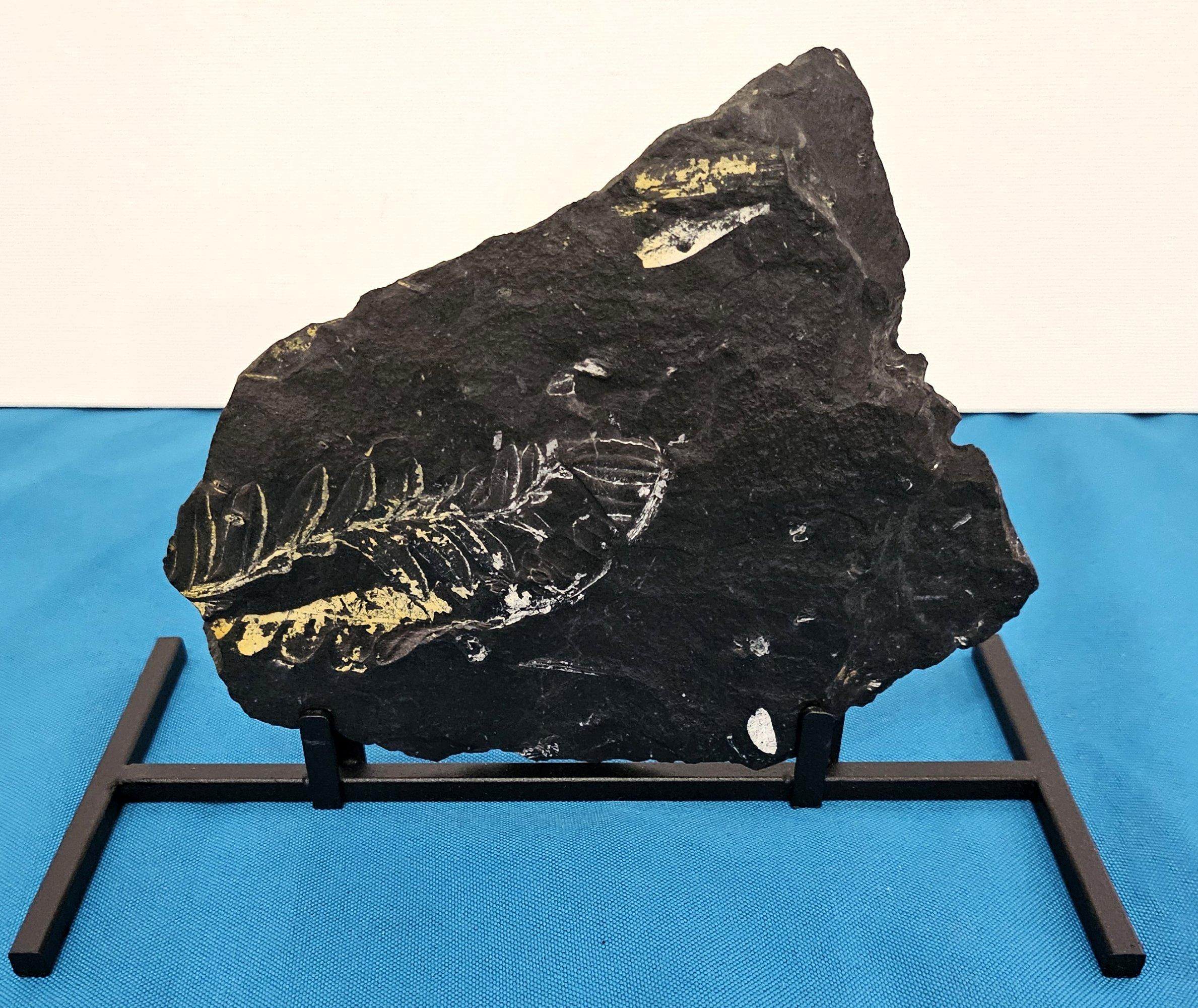 Specie di felce Alethopteris Fossile Nature, 305+ milioni di anni fa in vendita 7