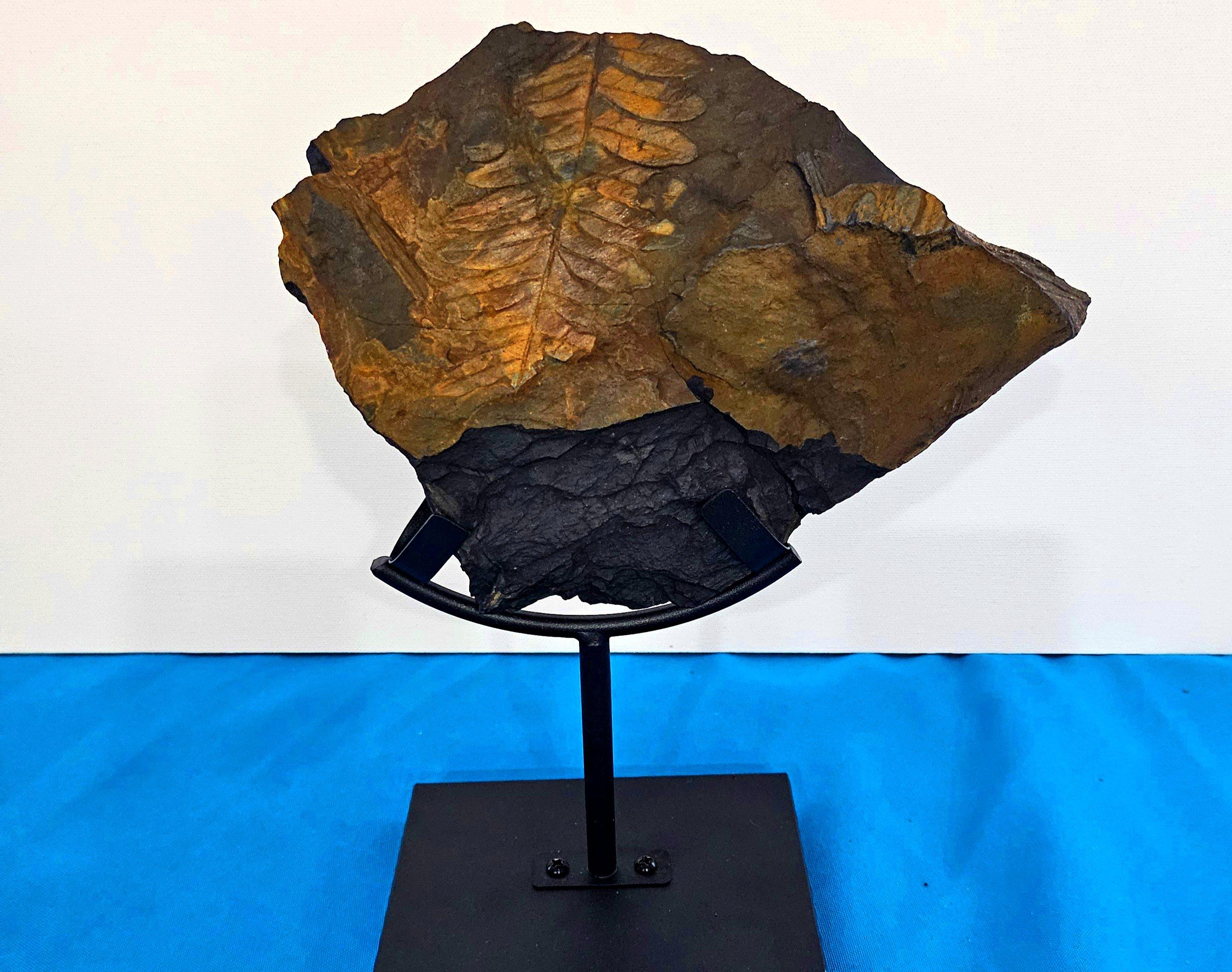 Alethopteris Species Fern Fossil Natural Specimen, 305+ Million Years Old en vente 8