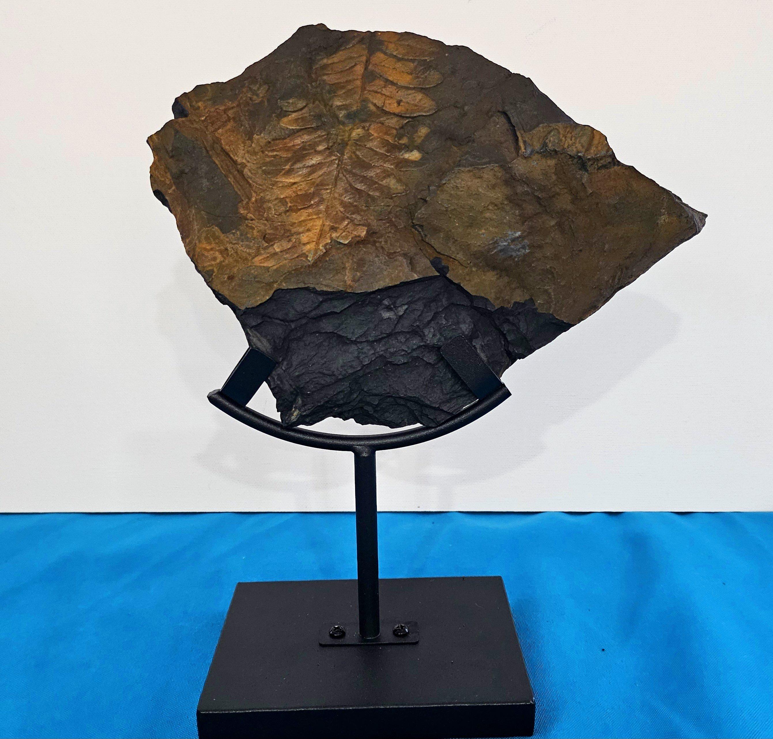 Alethopteris Species Fern Fossil Natural Specimen, 305+ Million Years Old.  Il s'agit d'une pièce si étonnante qu'elle doit impérativement être placée sur un support. Si vous le souhaitez, ce support vous sera offert en cadeau, mais soyez très