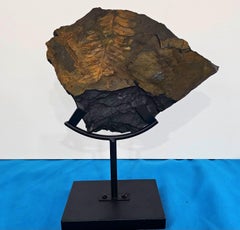 Alethopteris Species Fern Fossil Natural Specimen, 305+ Million Years Old