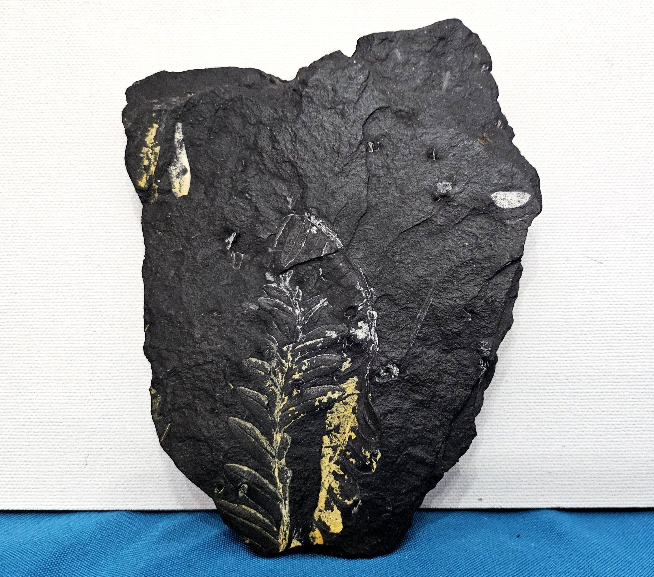 Specimen naturale di felce fossile del Carbonifero, età stimata 300 milioni di anni.
Il supporto in metallo è il nostro espositore e non viene fornito con il fossile; tuttavia, il supporto pieghevole in plastica trasparente sarà incluso come regalo,