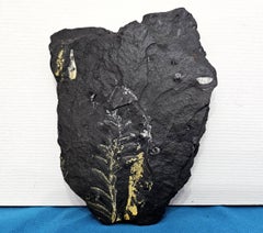 Alethopteris Species Fern Fossil Natural Specimen, 305+ Million Years Old
