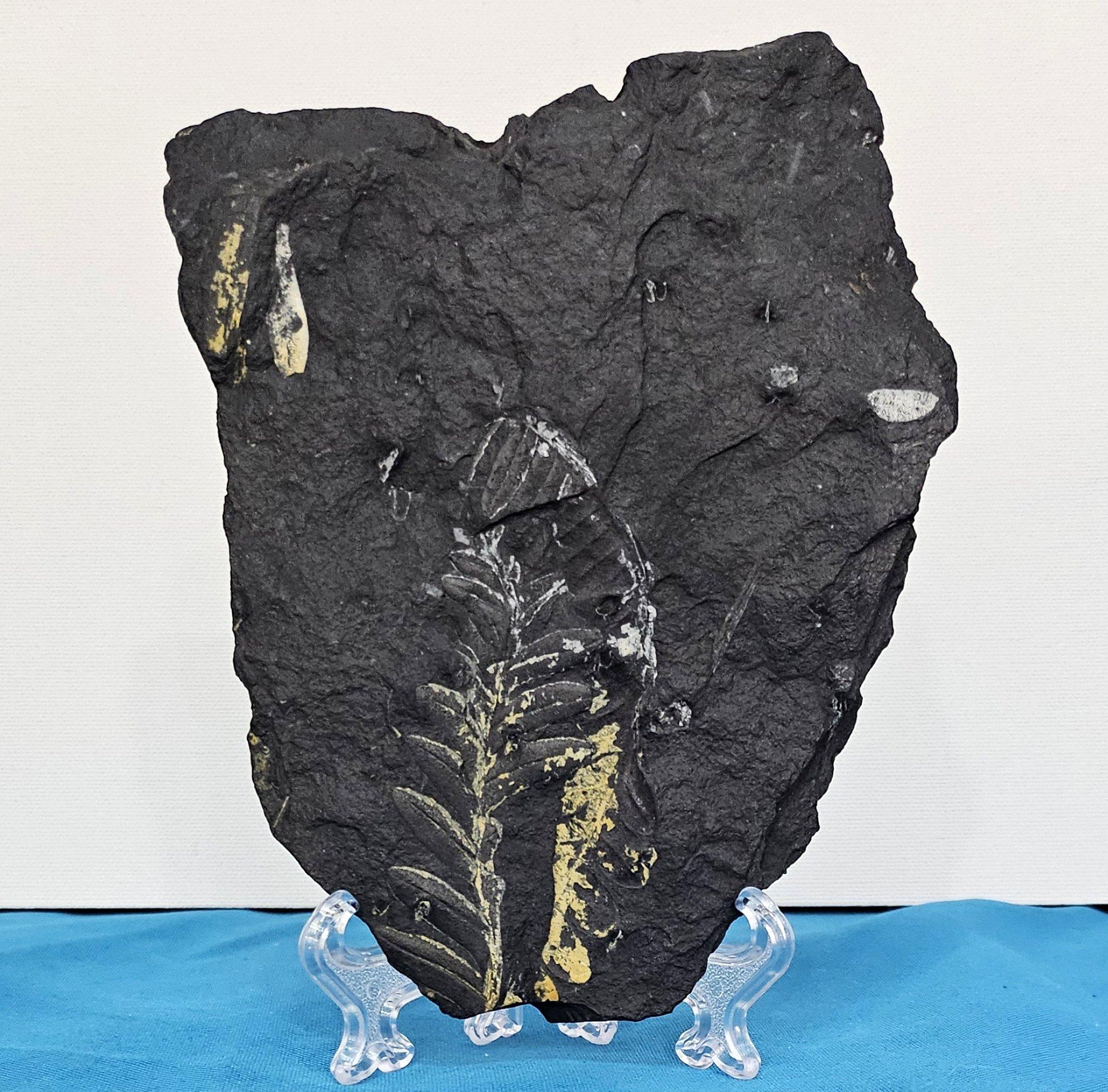 Preistorico Specie di felce Alethopteris Fossile Nature, 305+ milioni di anni fa in vendita