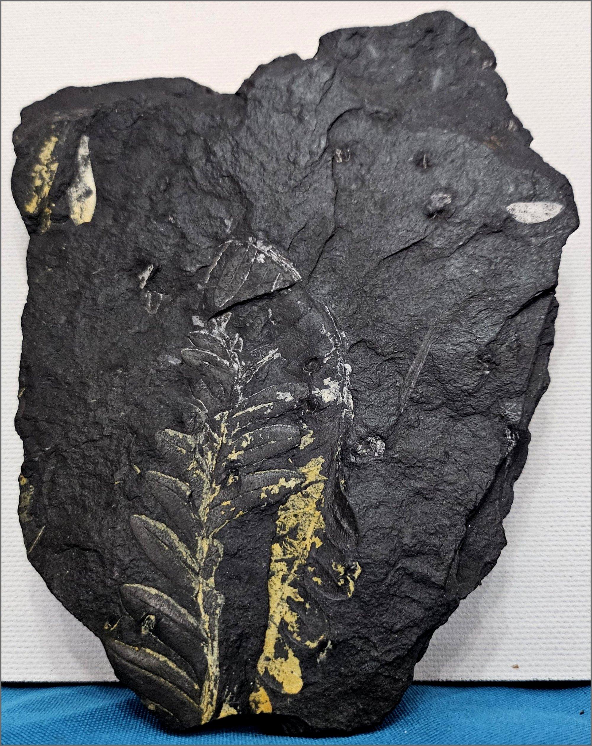 Americano Specie di felce Alethopteris Fossile Nature, 305+ milioni di anni fa in vendita